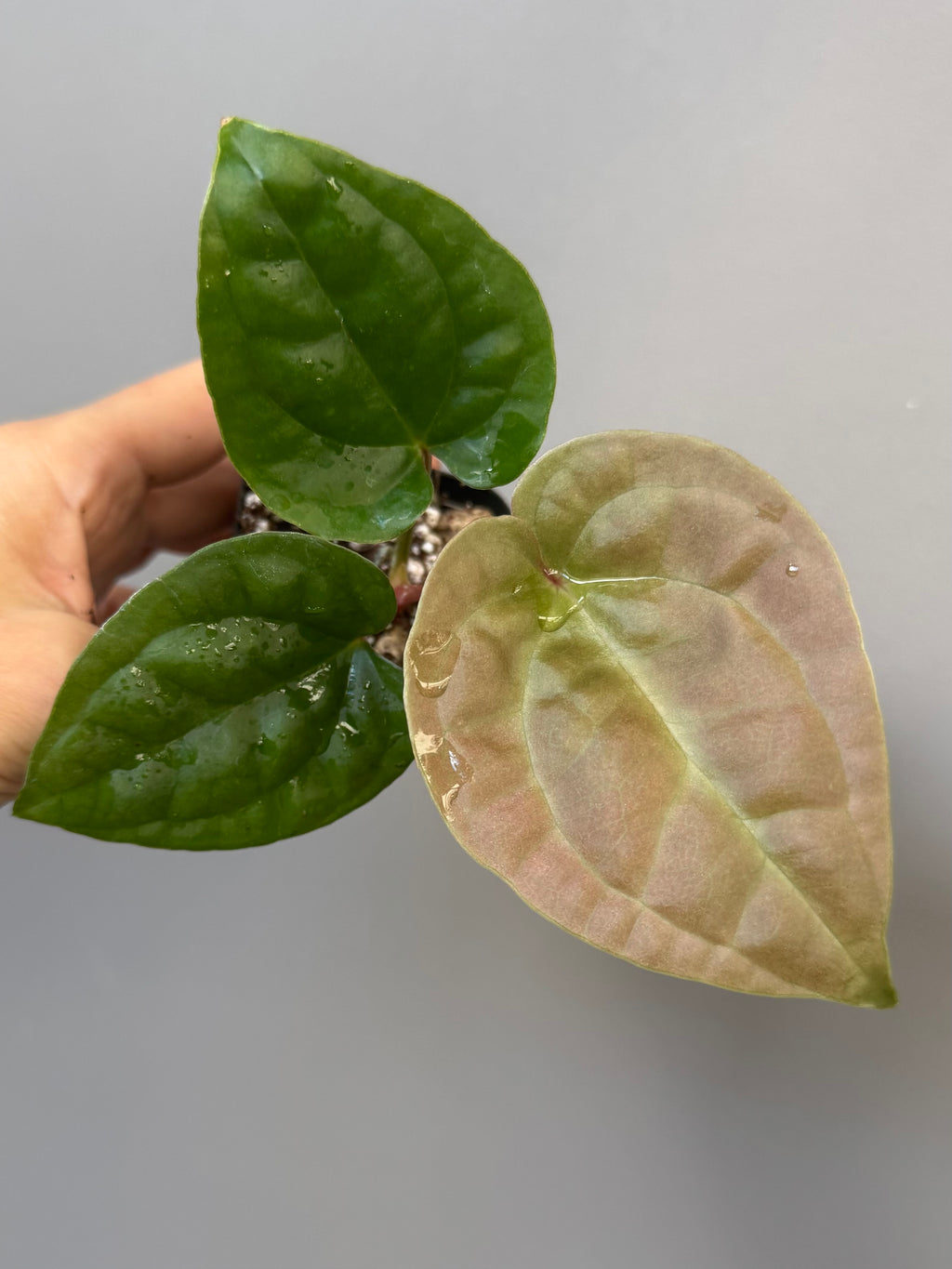 Anthurium Besseae aff. x luxurians