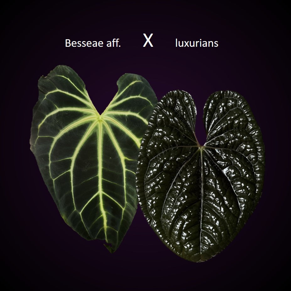 Anthurium Besseae aff. x luxurians