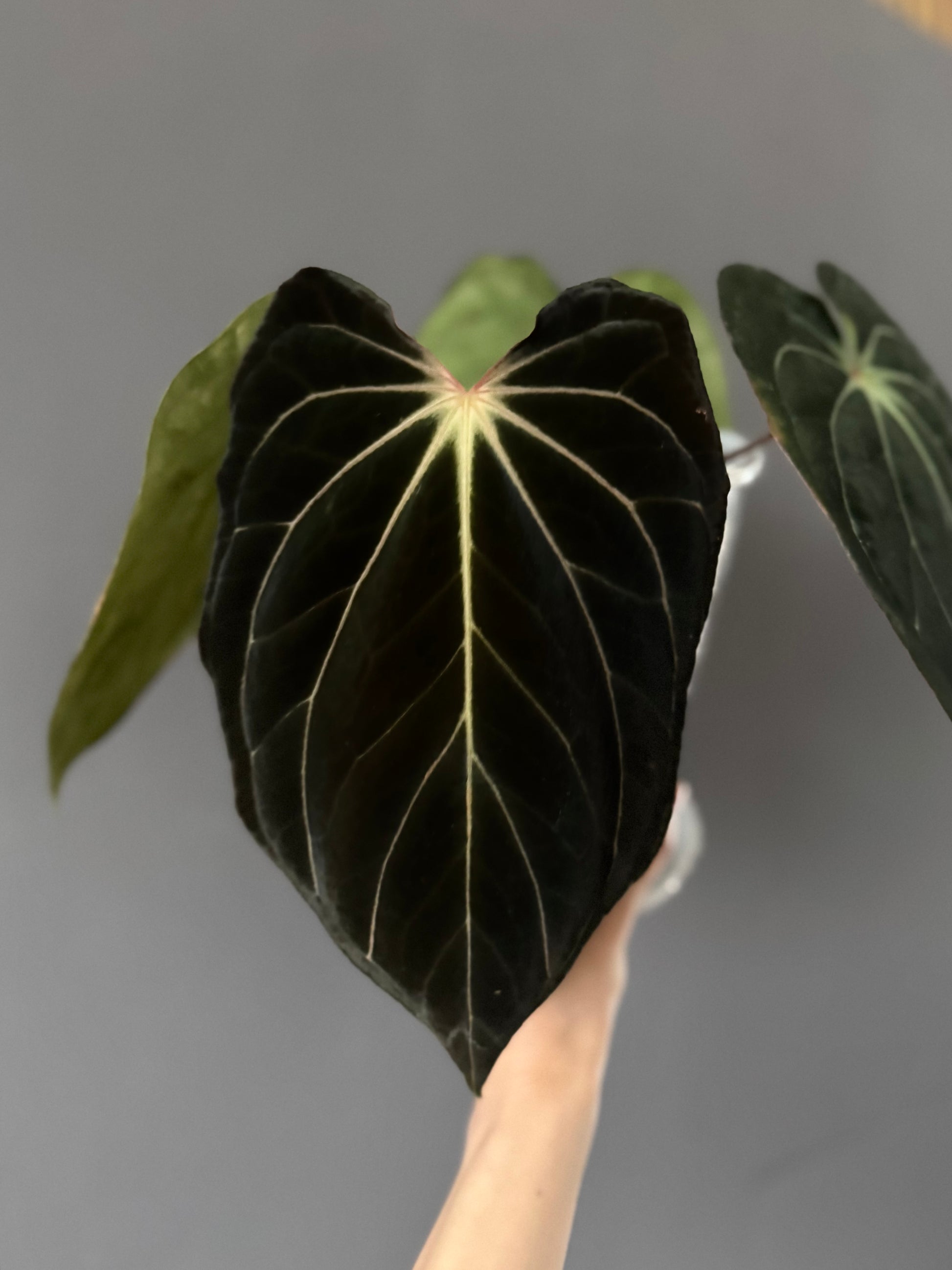 Anthurium ((RG Dressleri x Carlablackiae)xBVEP) X Carlablackiae C1