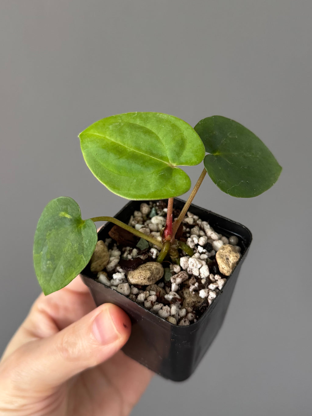 Anthurium Papillilaminum ‚Gatorbod‘ x (RGdressCarla x BVEP)