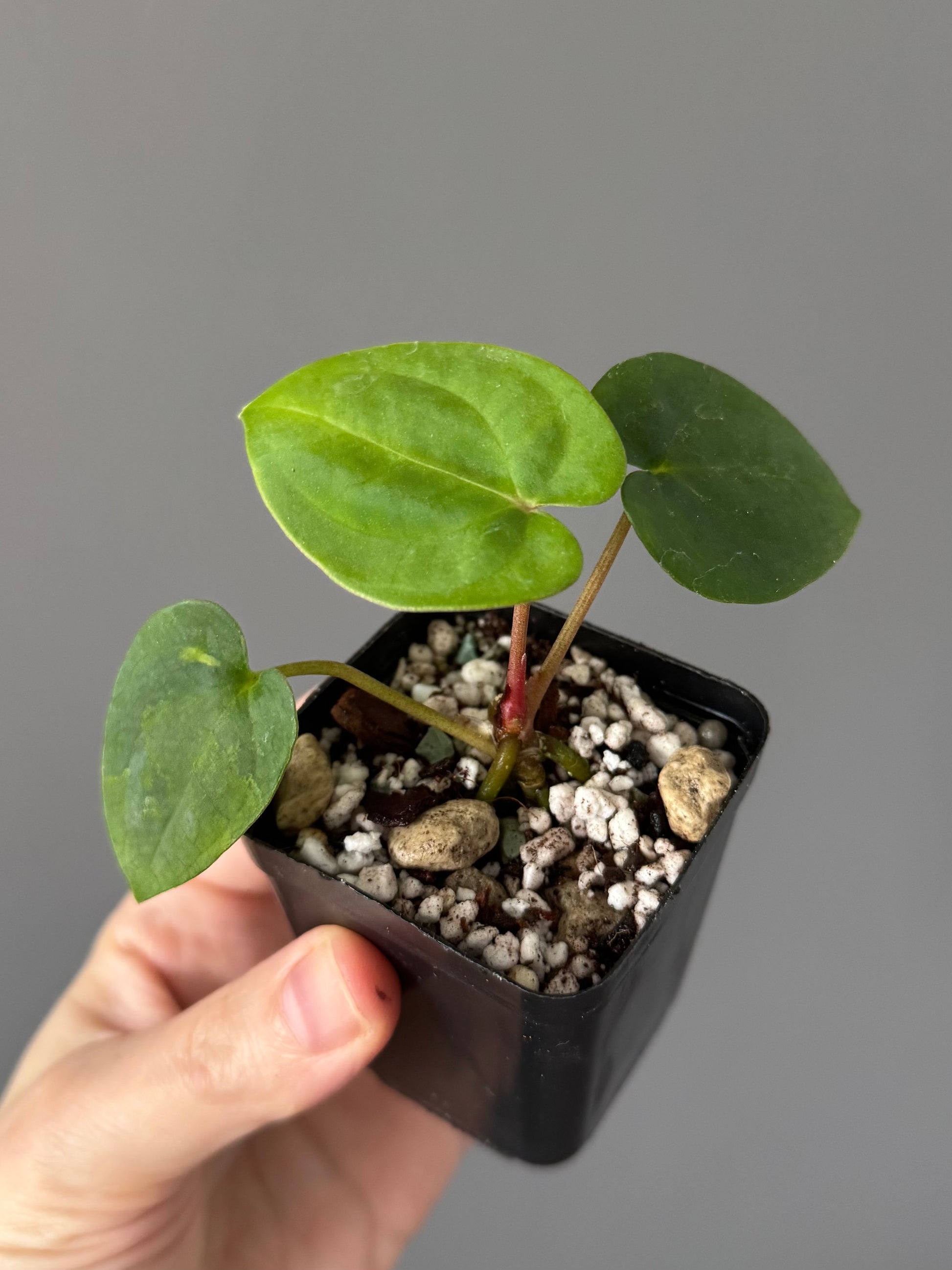 Anthurium Papillilaminum ‚Gatorbod‘ x (RGdressCarla x BVEP)