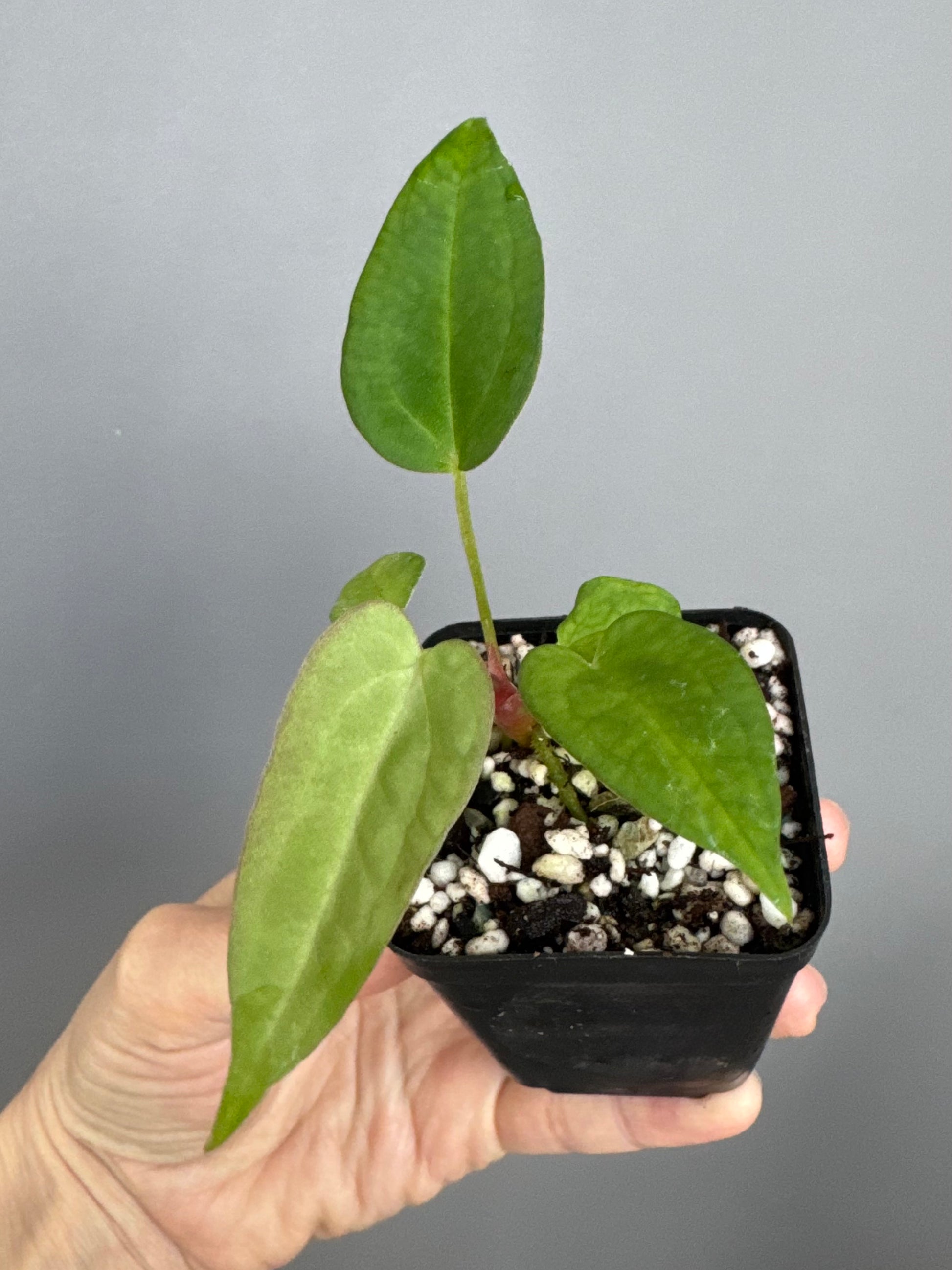 Anthurium (MagCrystal x NoID) x Papillilaminum