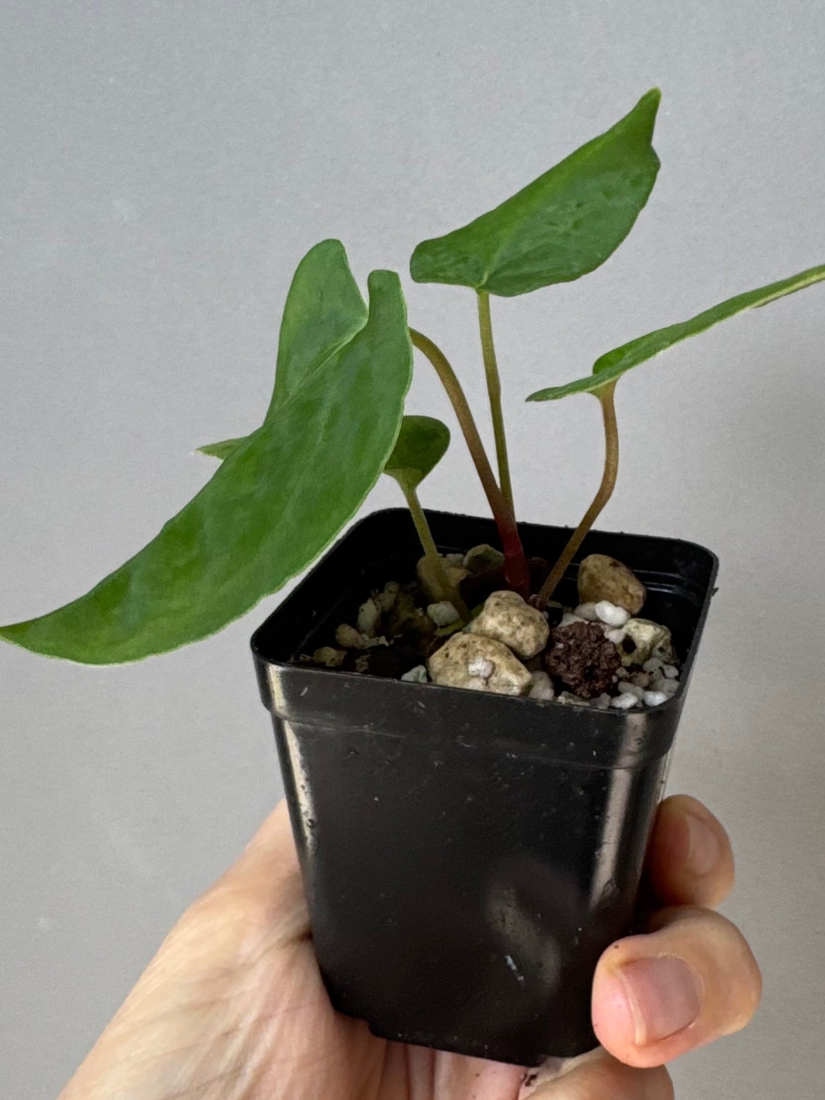 Anthurium Midnight Velvet x (papillilaminum long x long bullate)