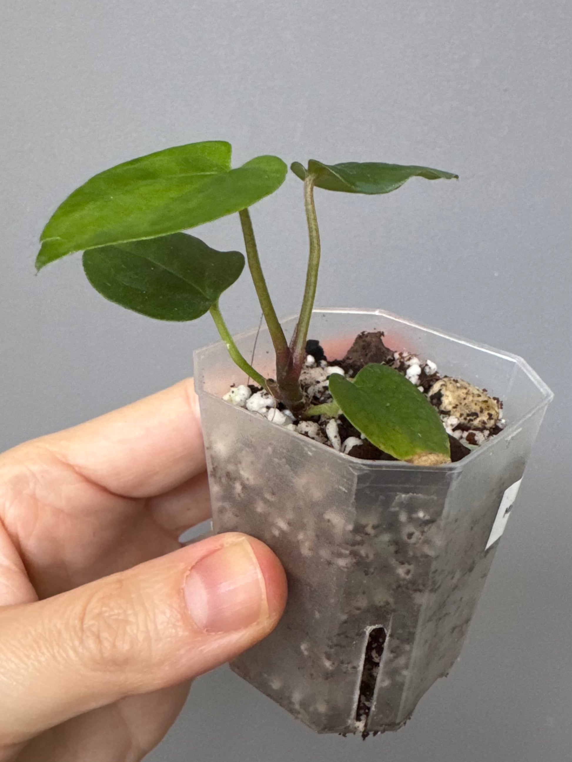 Midnight Velvet ‚Deep Ruby‘ clone