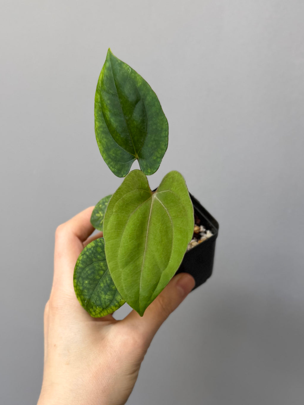 Anthurium ((BVEP x Portillae Dorito) x (Dark Phoenix x Goliath)) x (Fort Sherman x RVDP)