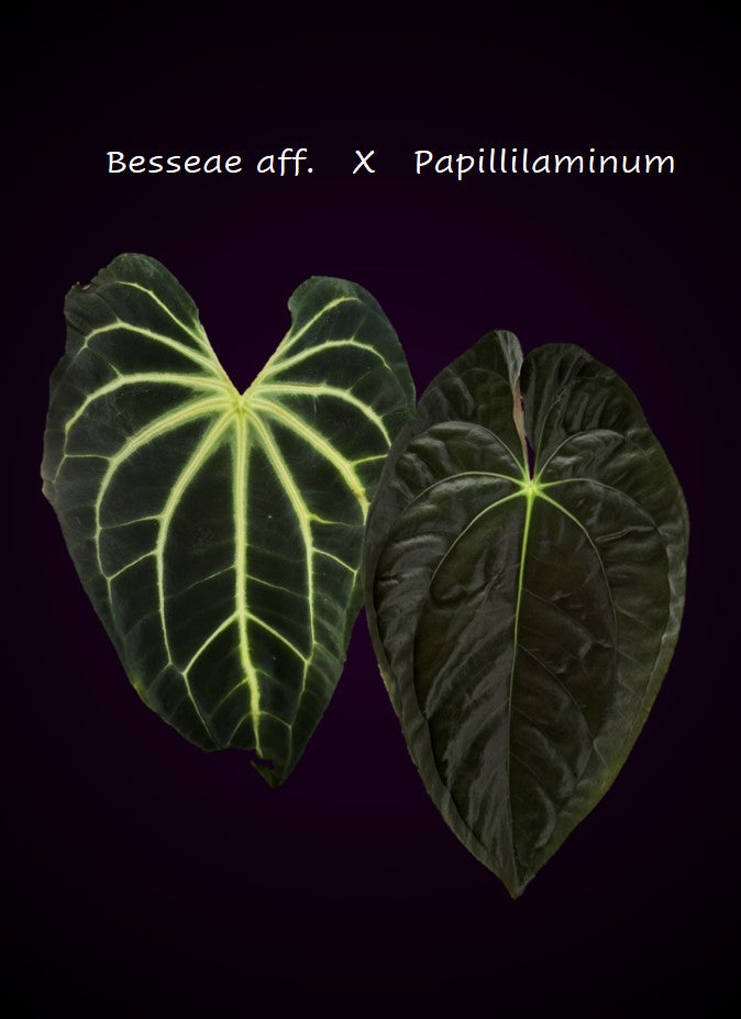 Anthurium besseae aff. x papillilaminum