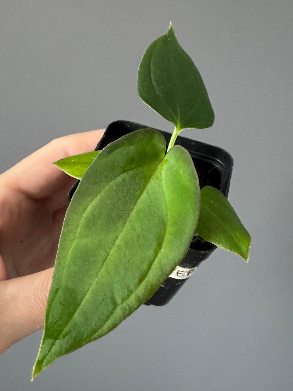 Anthurium BVEP x (Red Crystallinum x BVEP)