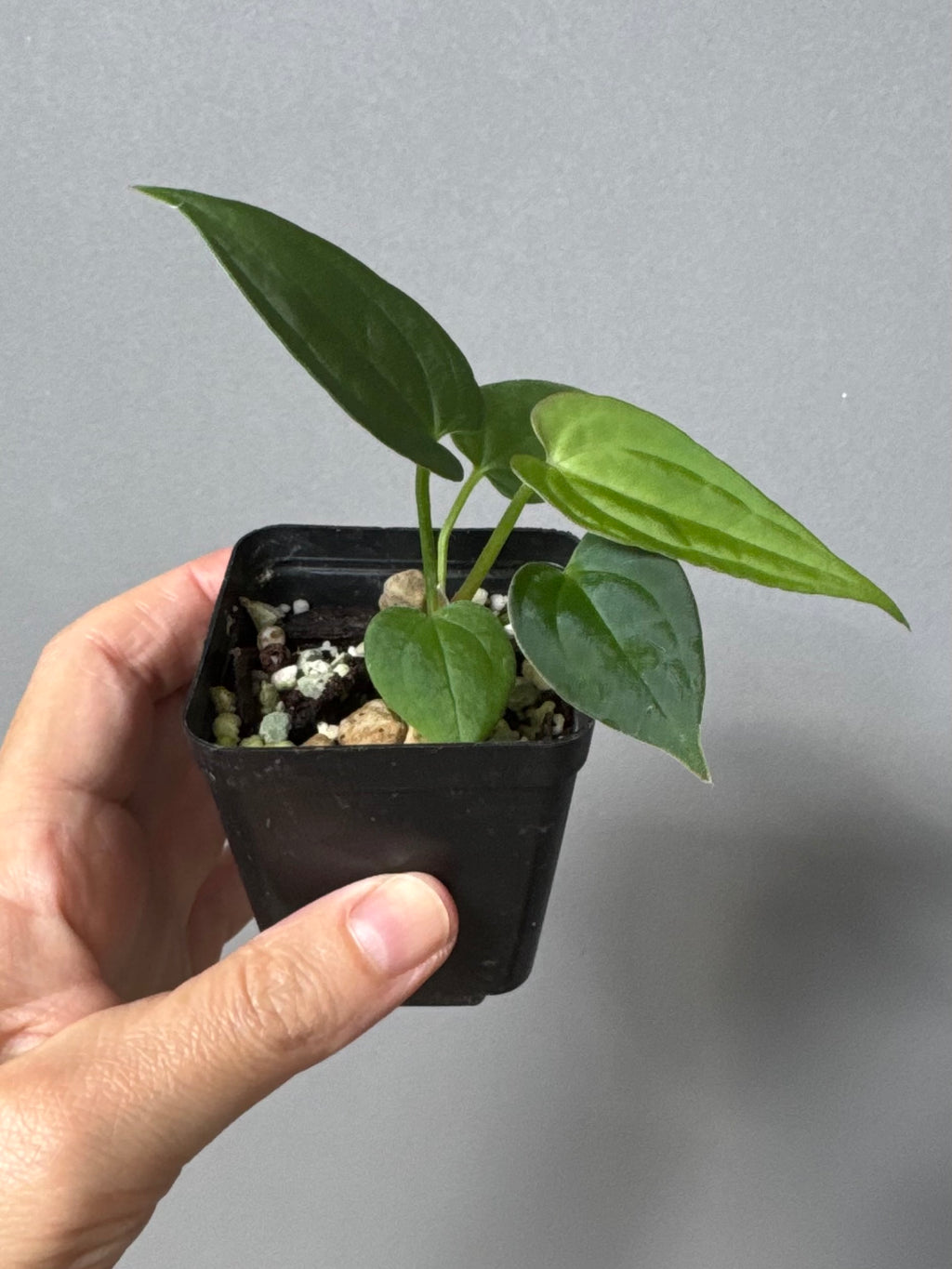 Anthurium BVEP ‘Laila’ x AOS df Tezula