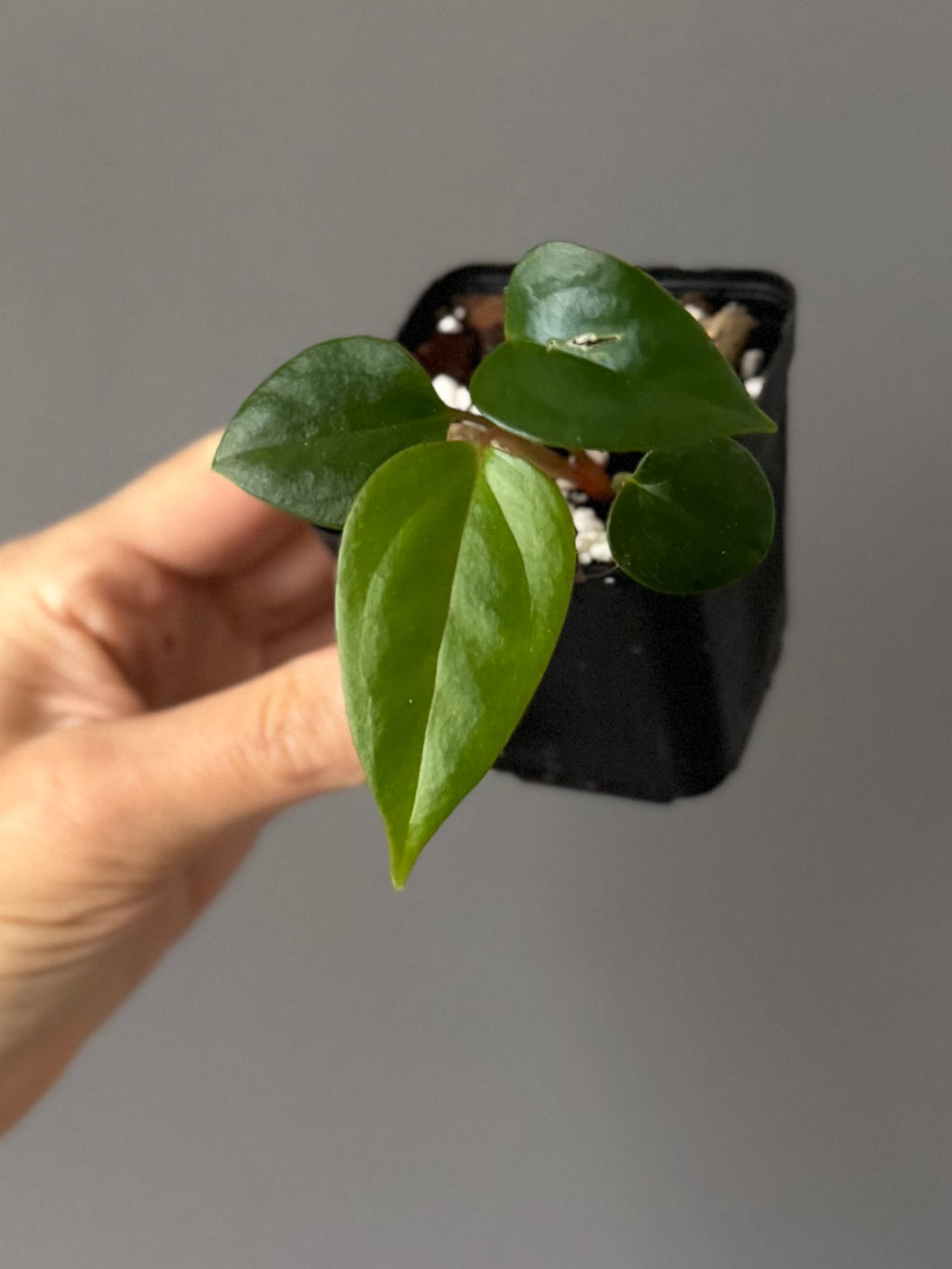 Anthurium Subsignatum x RVDP