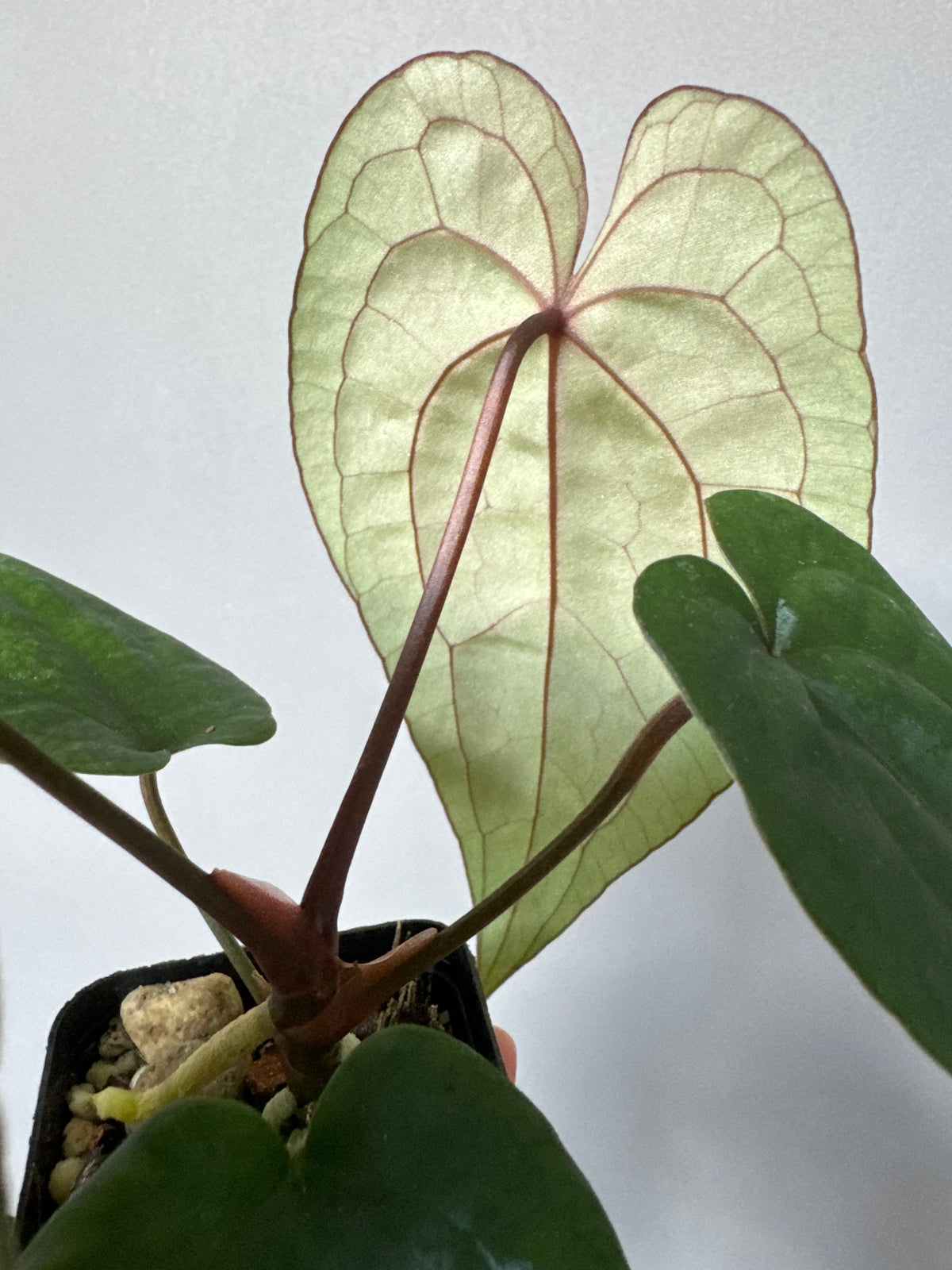 Anthurium (AOS x forgetii) x RVDP