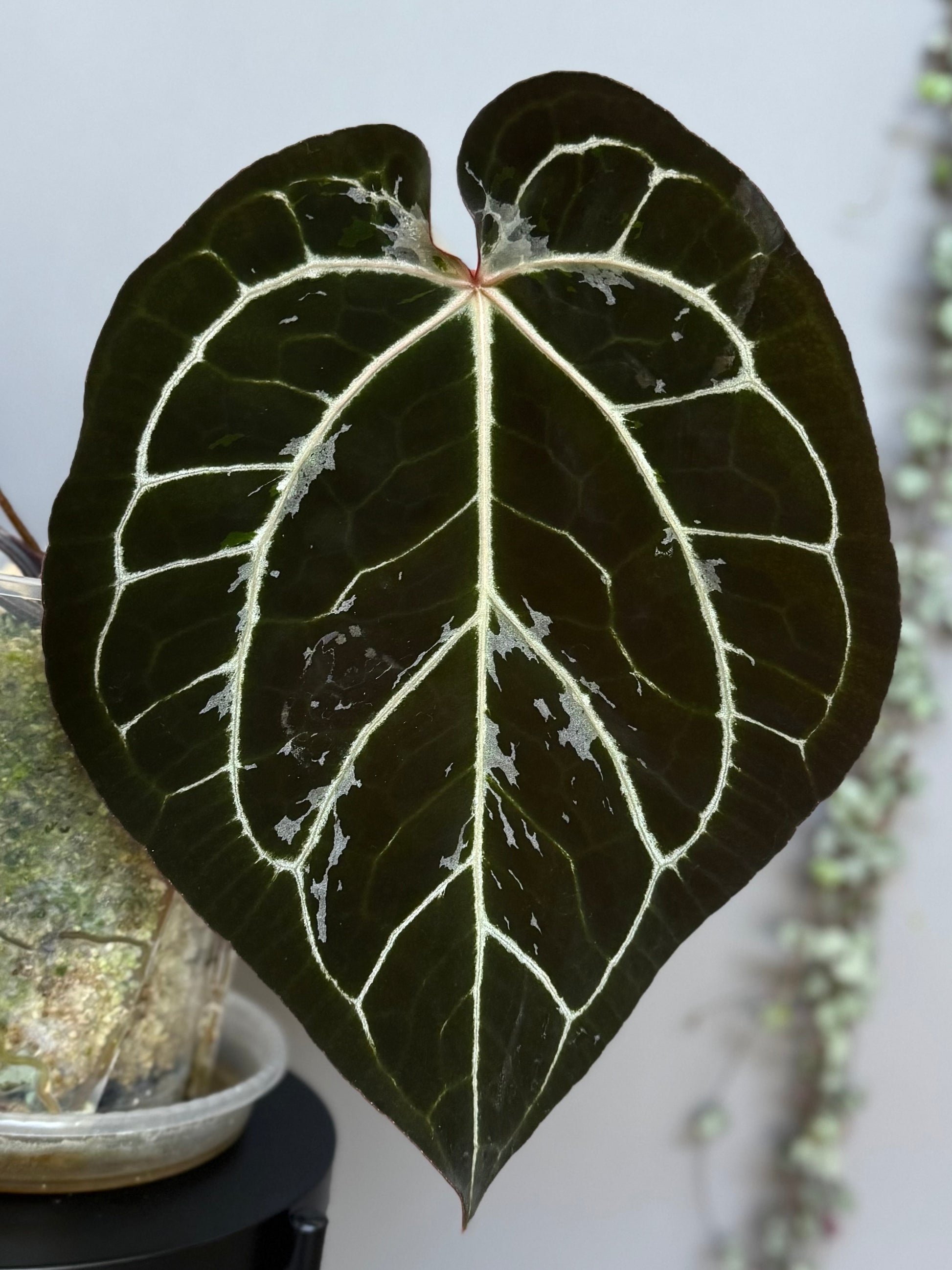 Anthurium (AOS x forgetii) x (NSE Red Crystallinum x carlablackiae)- germinated seeds