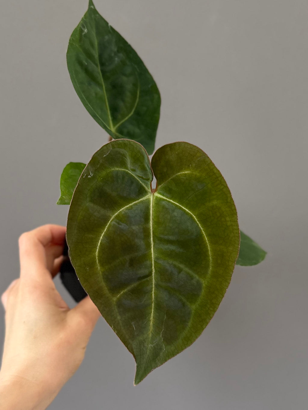 Anthurium (AOS x forgetii) x (NSE Red Crystallinum x Carlablackiae)