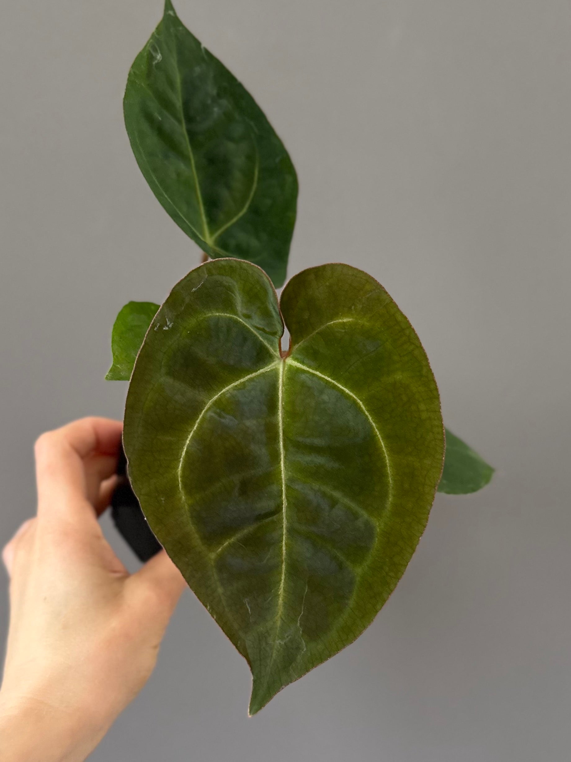 Anthurium (AOS x forgetii) x (NSE Red Crystallinum x Carlablackiae)