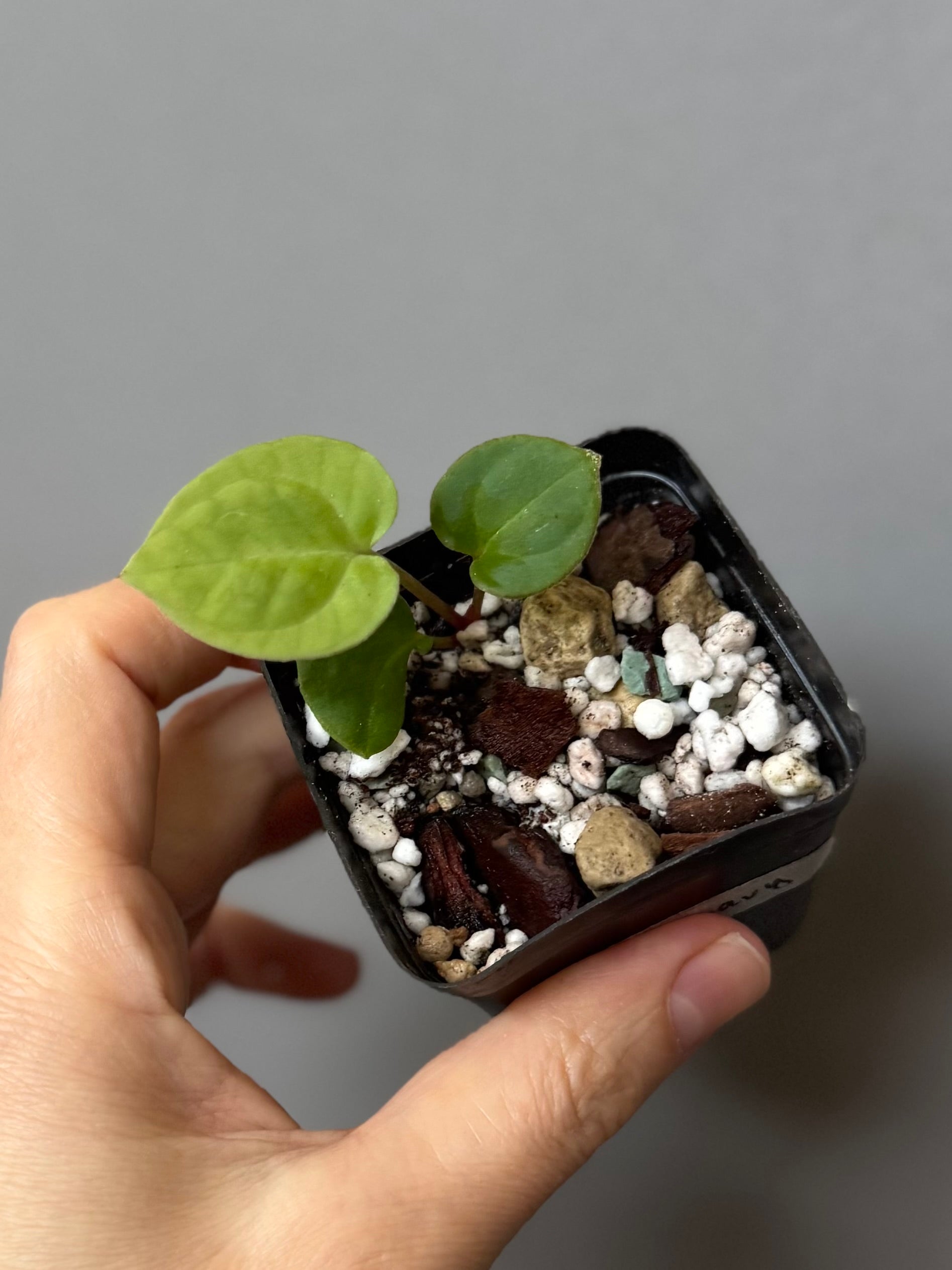 Anthurium Besseae aff. (#4)