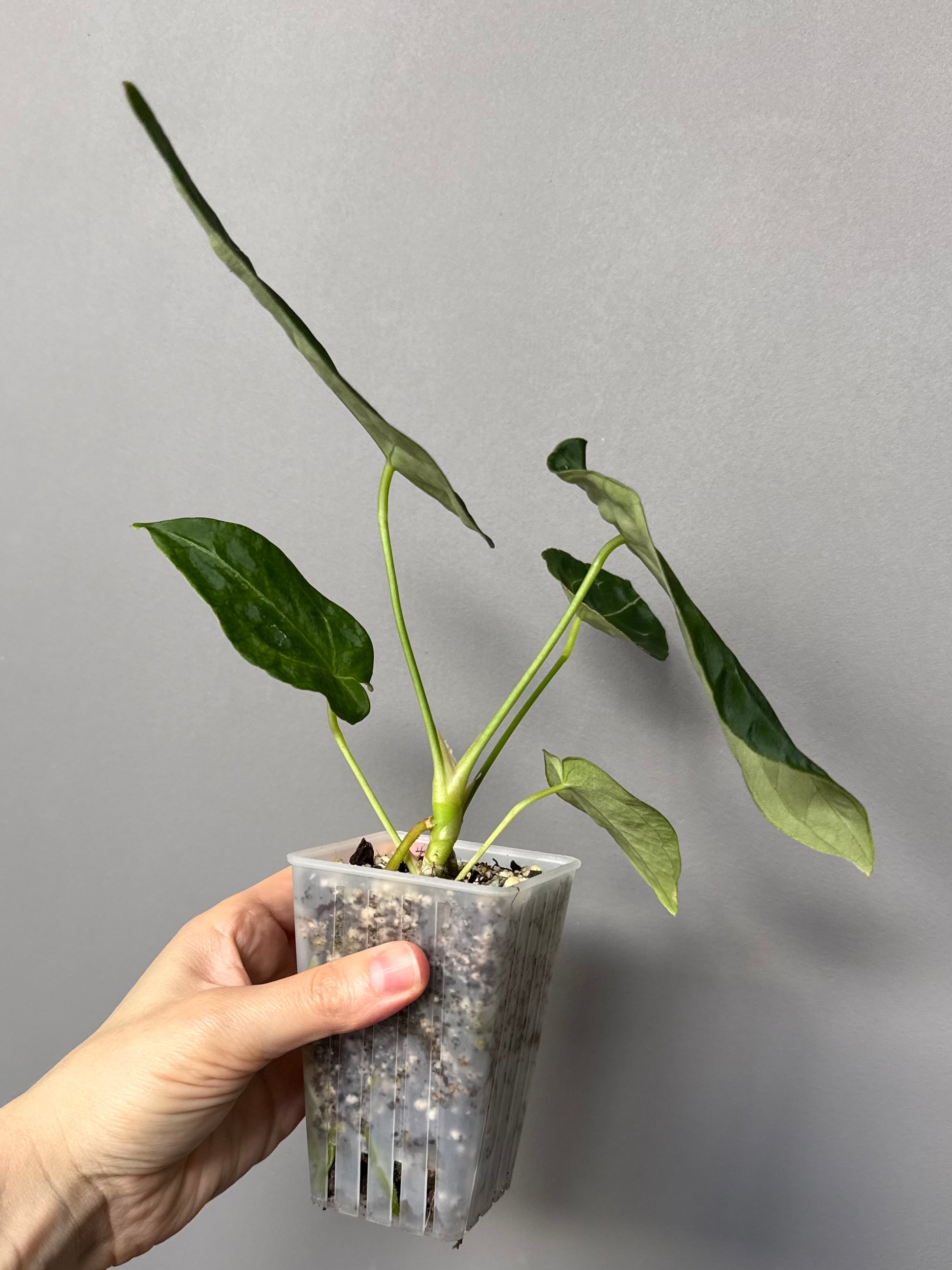 Anthurium forgetii (White Stripes x Dark Form)