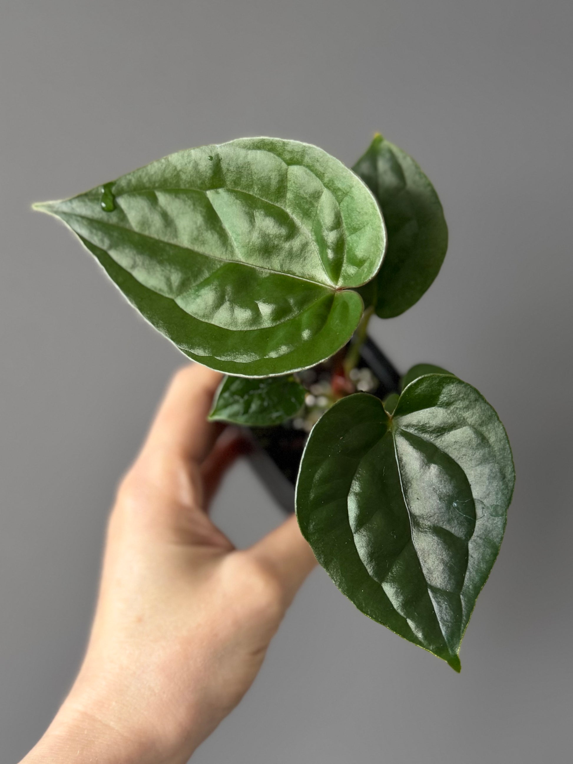 Anthurium (papillilaminum Hybrid x (KOS x Silver Blush)) X luxurians