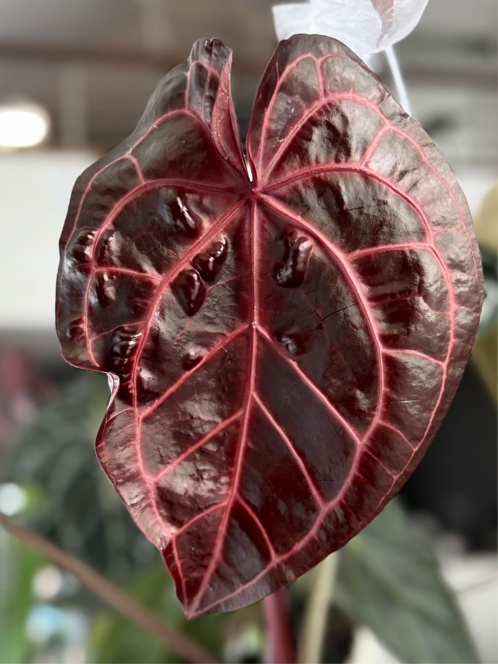 (Zara x (MxZ)) x  RVDP Clone - gekeimte Samen