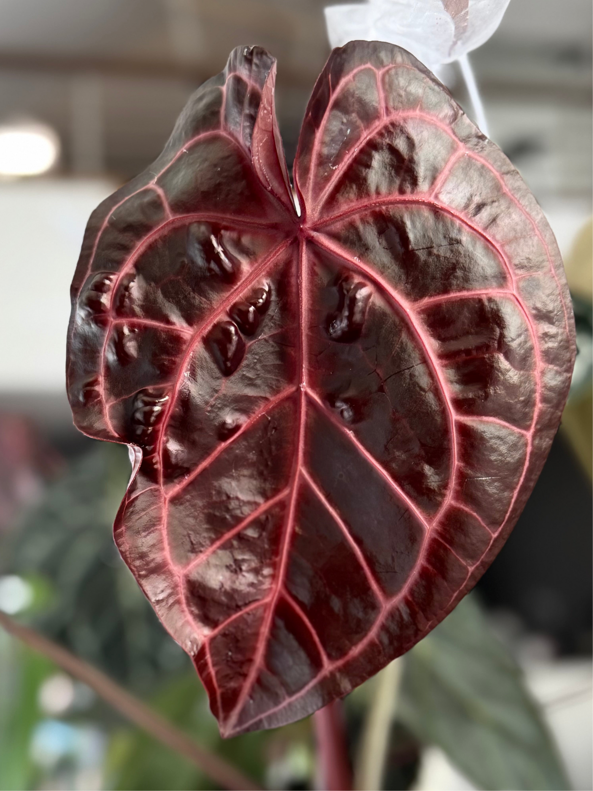 (Zara x (MxZ)) x  RVDP Clone - gekeimte Samen