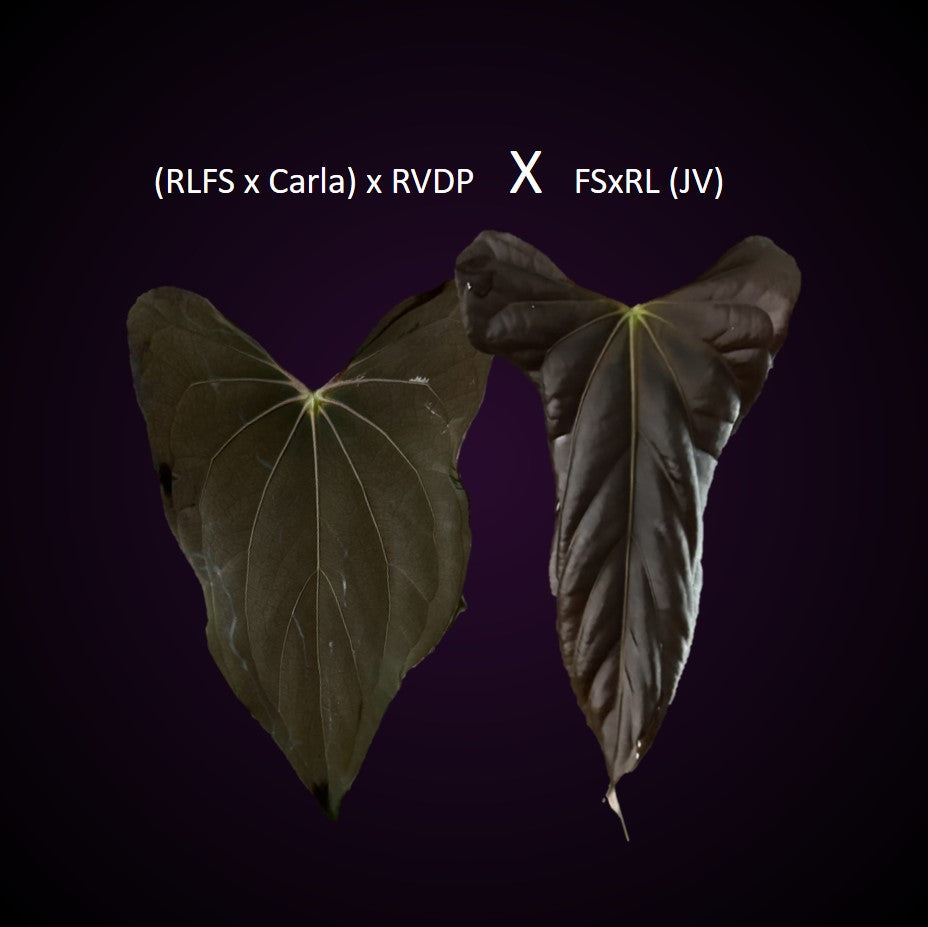 **NEW** Anthurium (RLxFS x Carla) x RVDP) x FSxRL - germinated seeds 