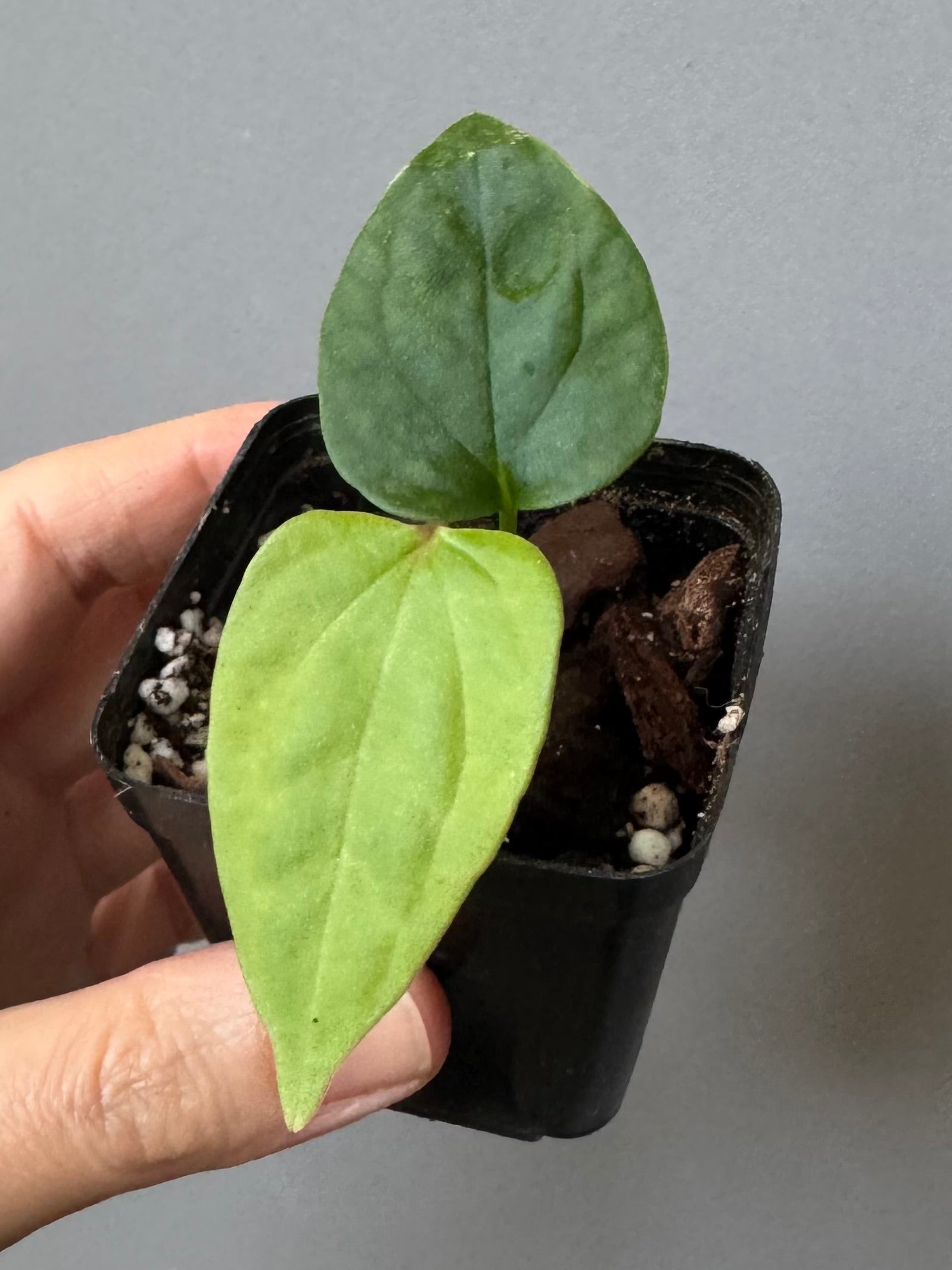 Anthurium Mr. Worldwide x debilis