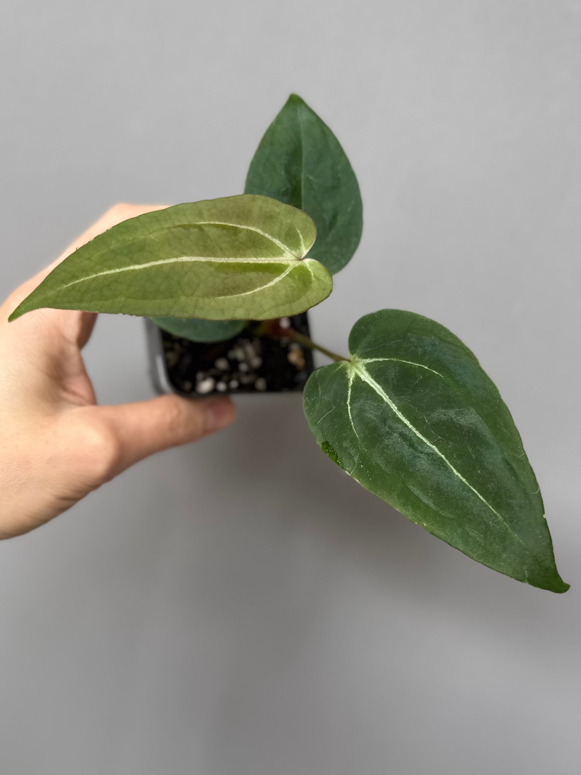 Anthurium (PapillilaminumX x (KOS x Silver Blush)) X (NSE Red Crystallinum x carlablackiae)