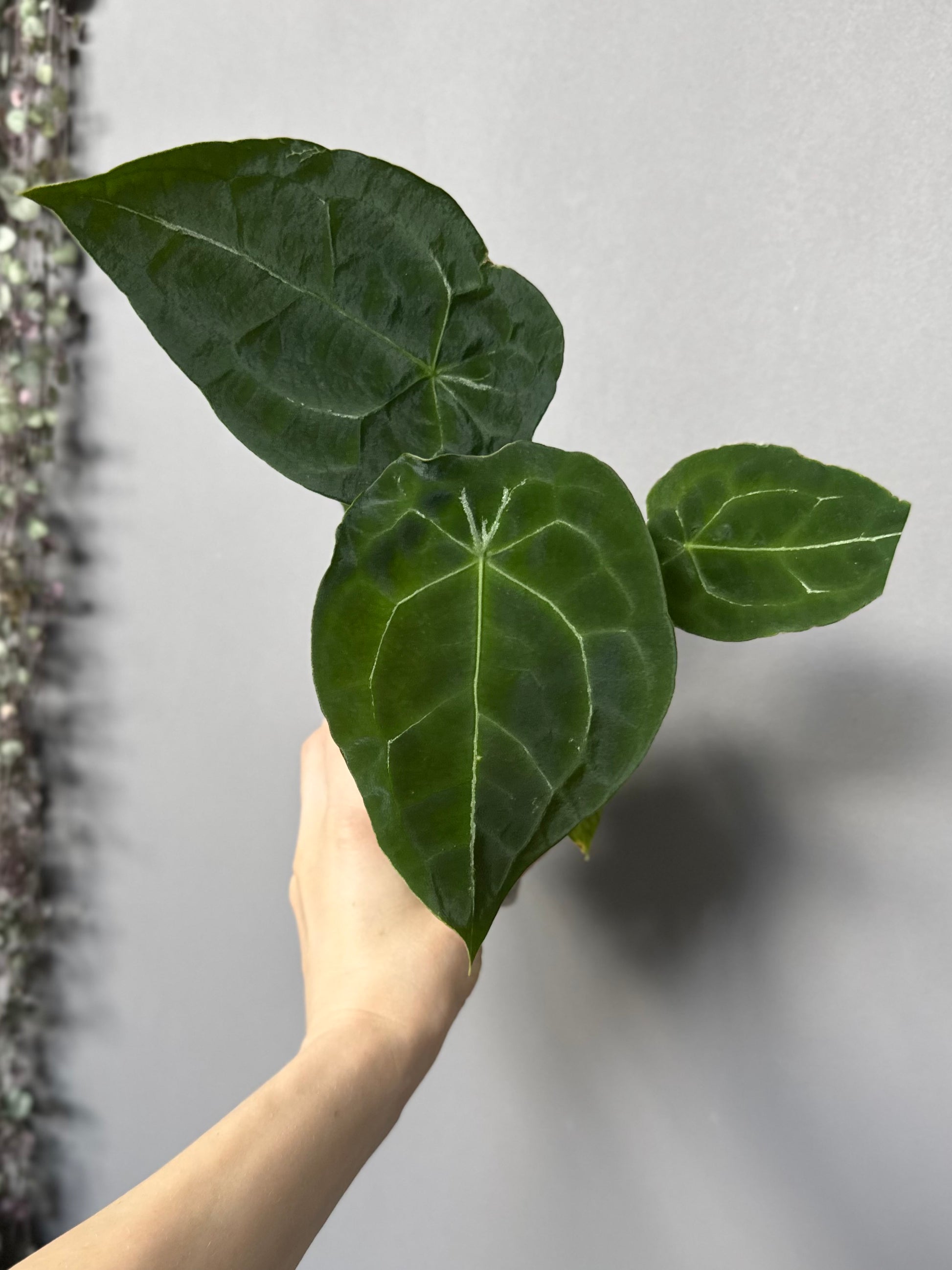 Anthurium forgetii (White Stripes x Dark Form)