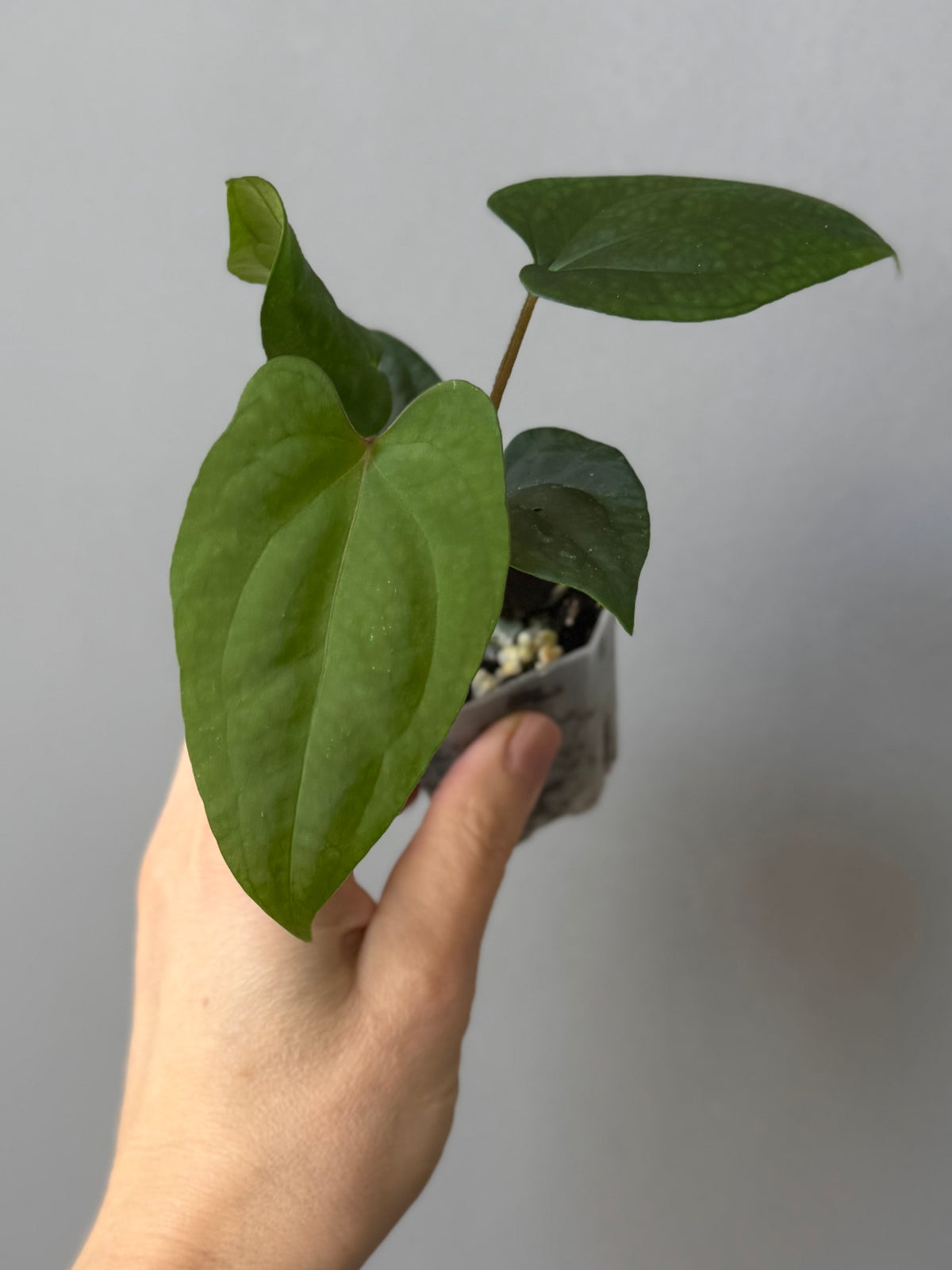 Anthurium ((BVEP x Portillae Dorito) x (Dark Phoenix x Goliath)) x (Fort Sherman x RVDP)