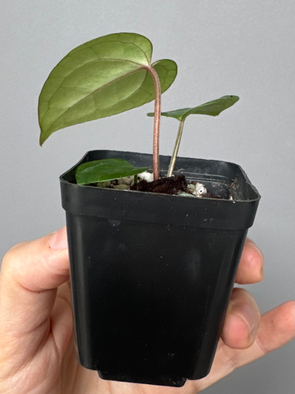 Anthurium (NSE Red Crystallinum x Carla) x RVDP