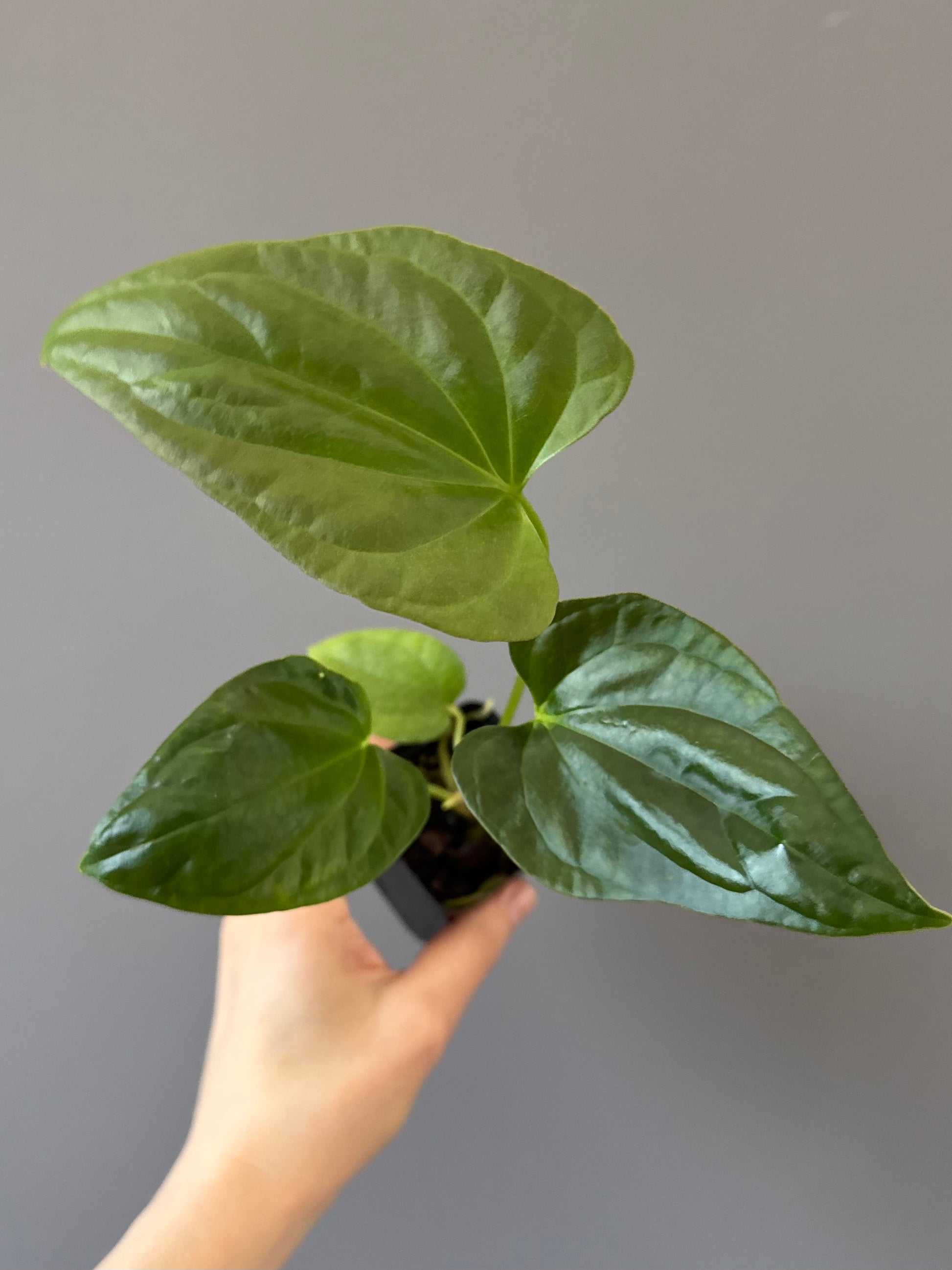 Anthurium Mr. Worldwide x debilis (by variegated_stringray)