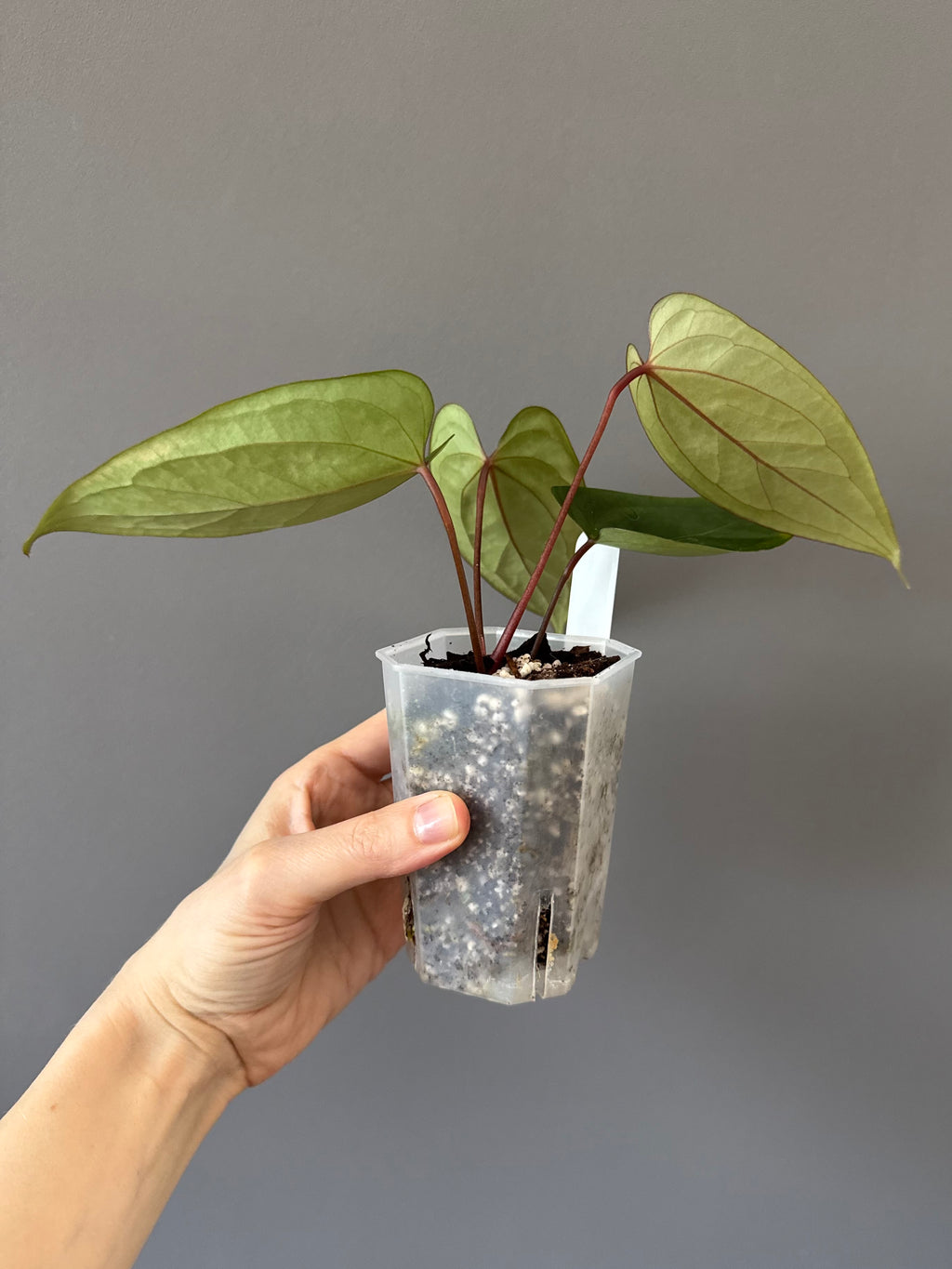 Anthurium NoID ‚KOS x Indo portillae‘
