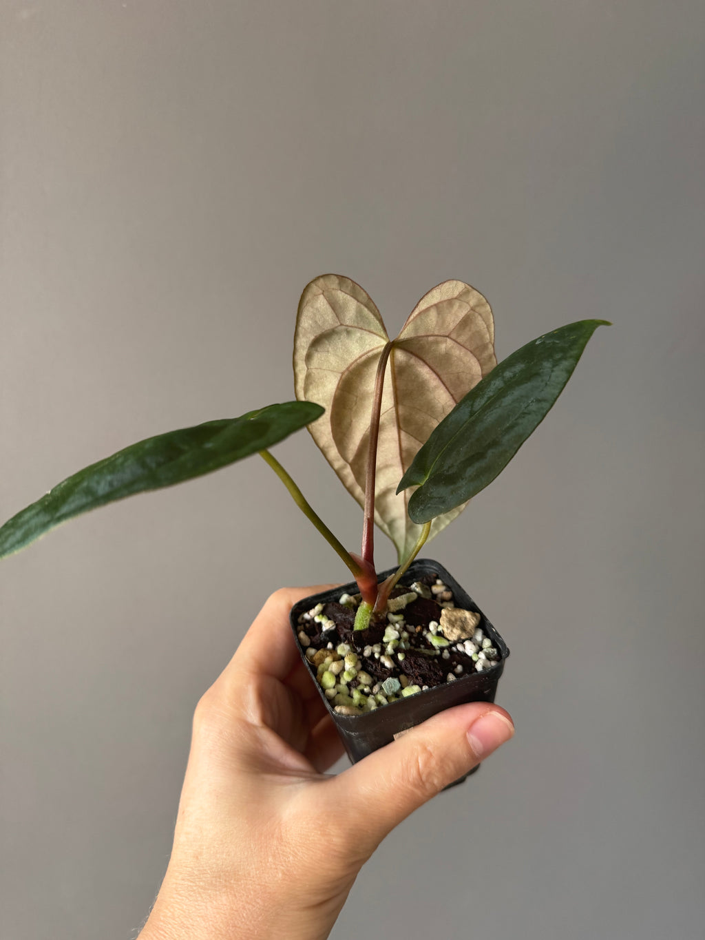 Anthurium Dark Phoenix xself