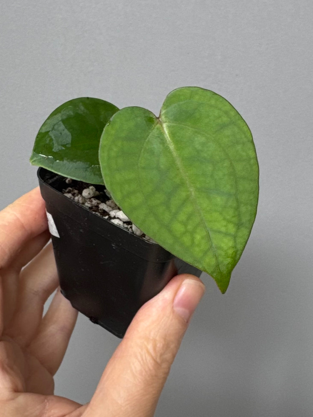 Anthurium (NSE Red Crystallinum x Carla) x RVDP