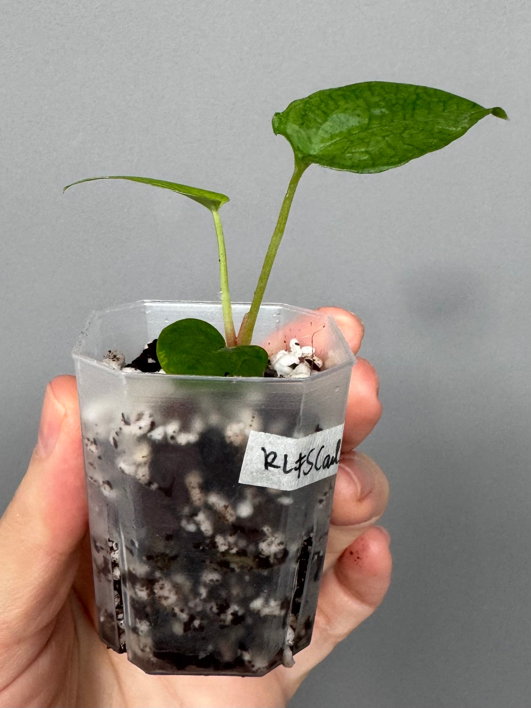 Anthurium ((papillilaminum Ralph Lynam x Fort Sherman) x carlablackiae) X RVDP