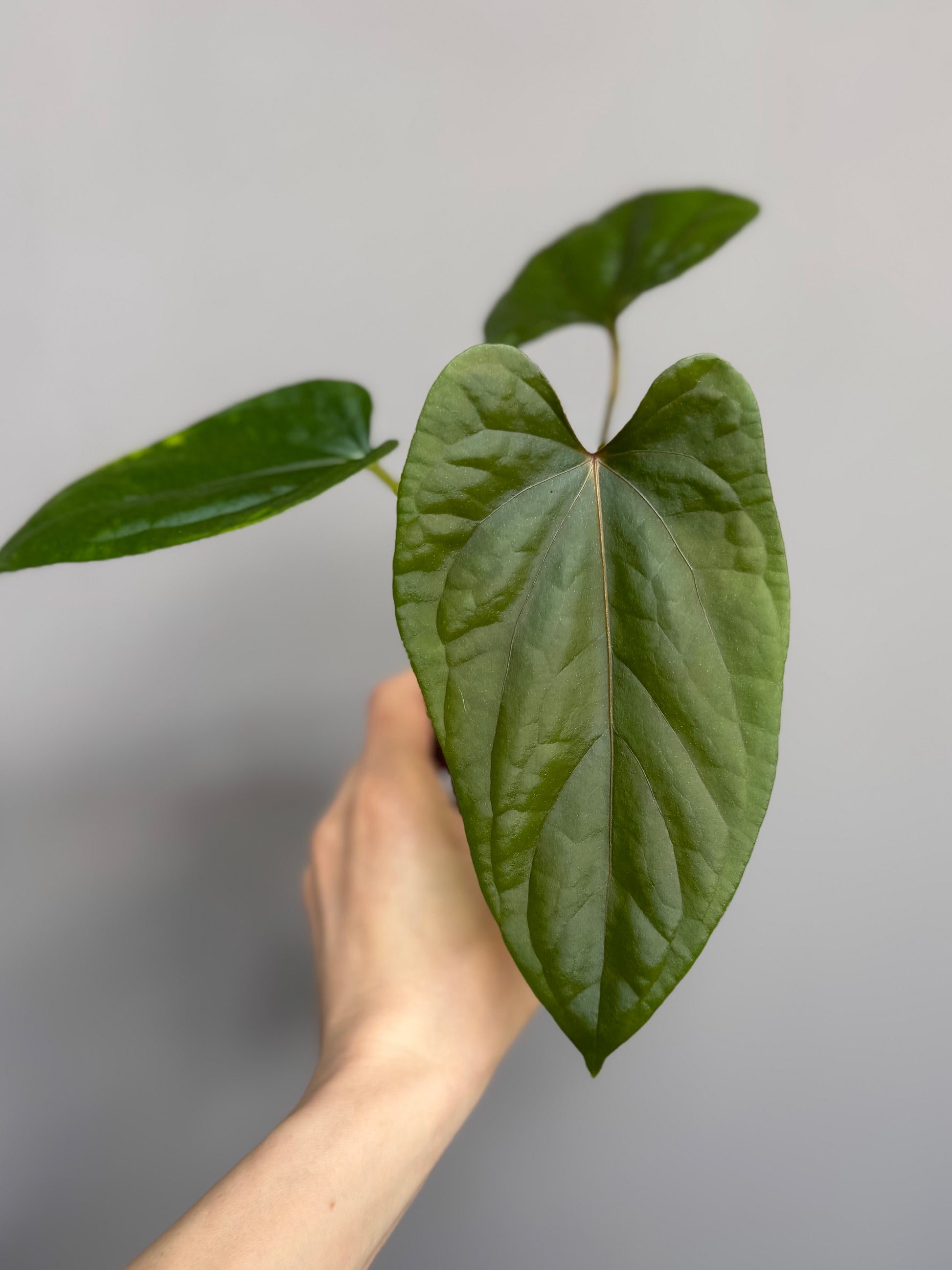 Anthurium Mr. Worldwide x debilis (by variegated_stringray)