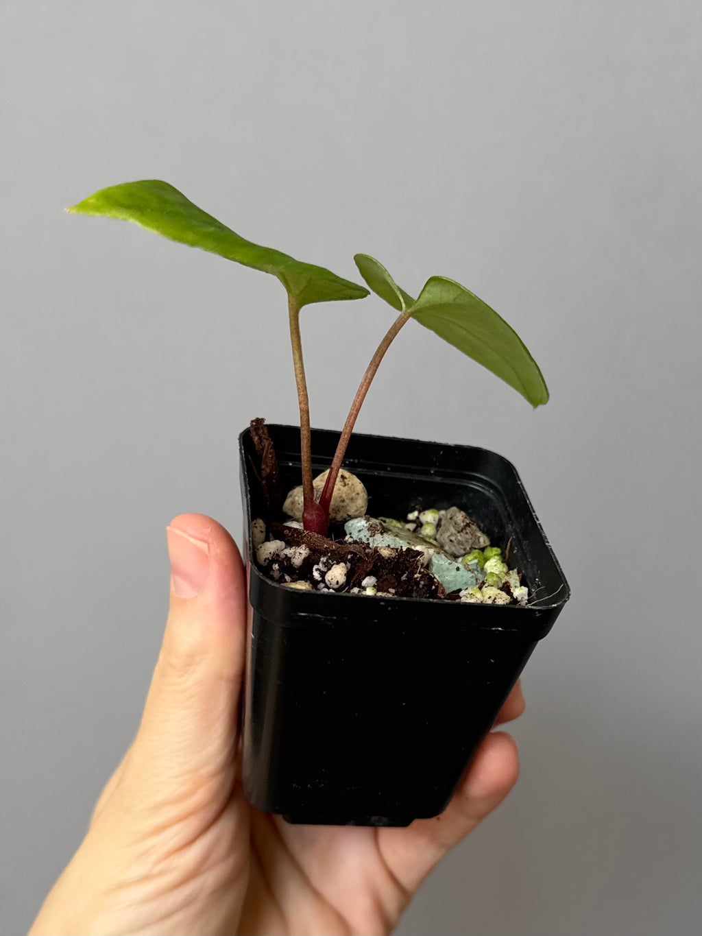 Anthurium Midnight Velvet x (papillilaminum long x long bullate)