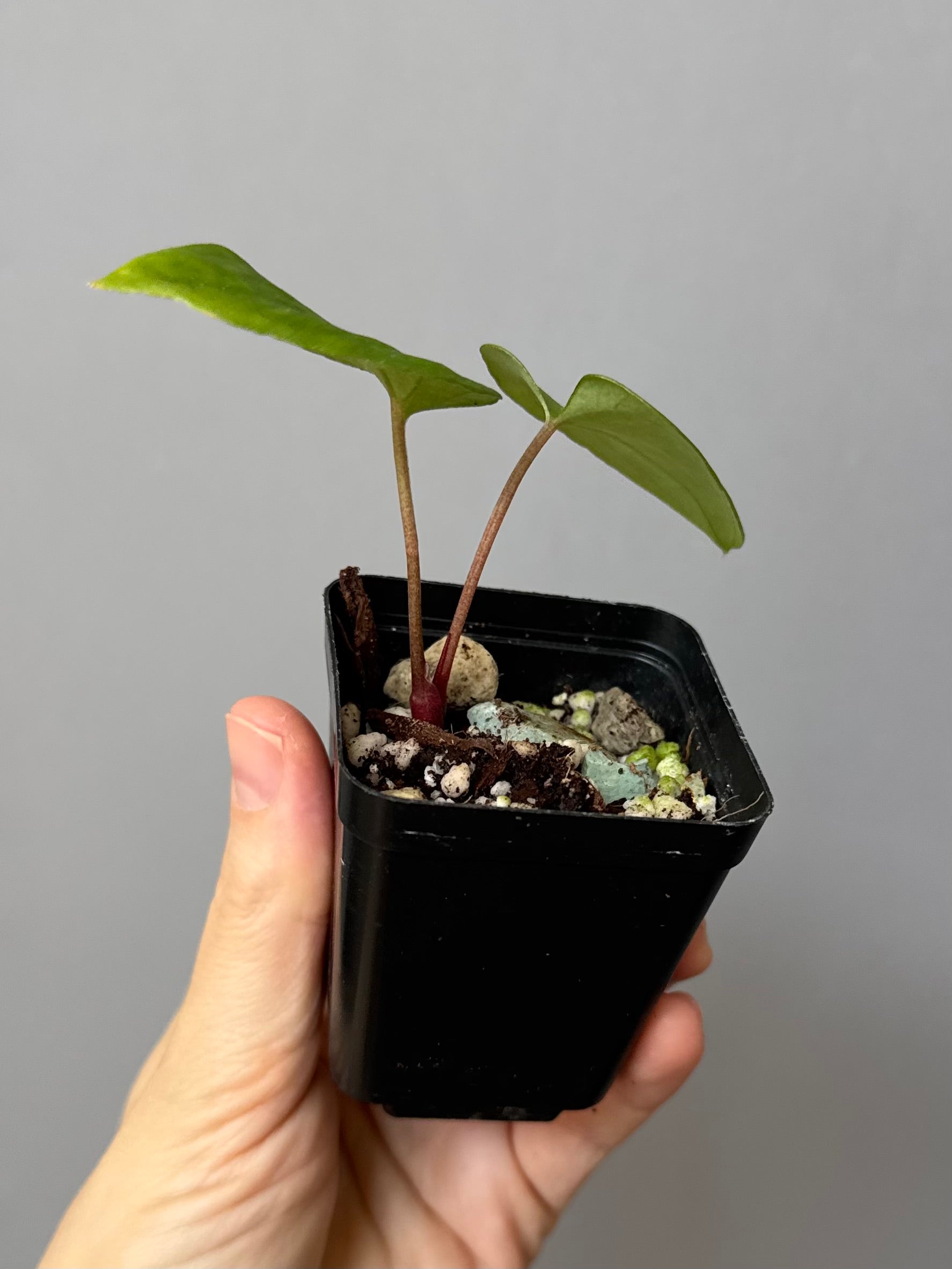 Anthurium Midnight Velvet x (papillilaminum long x long bullate)