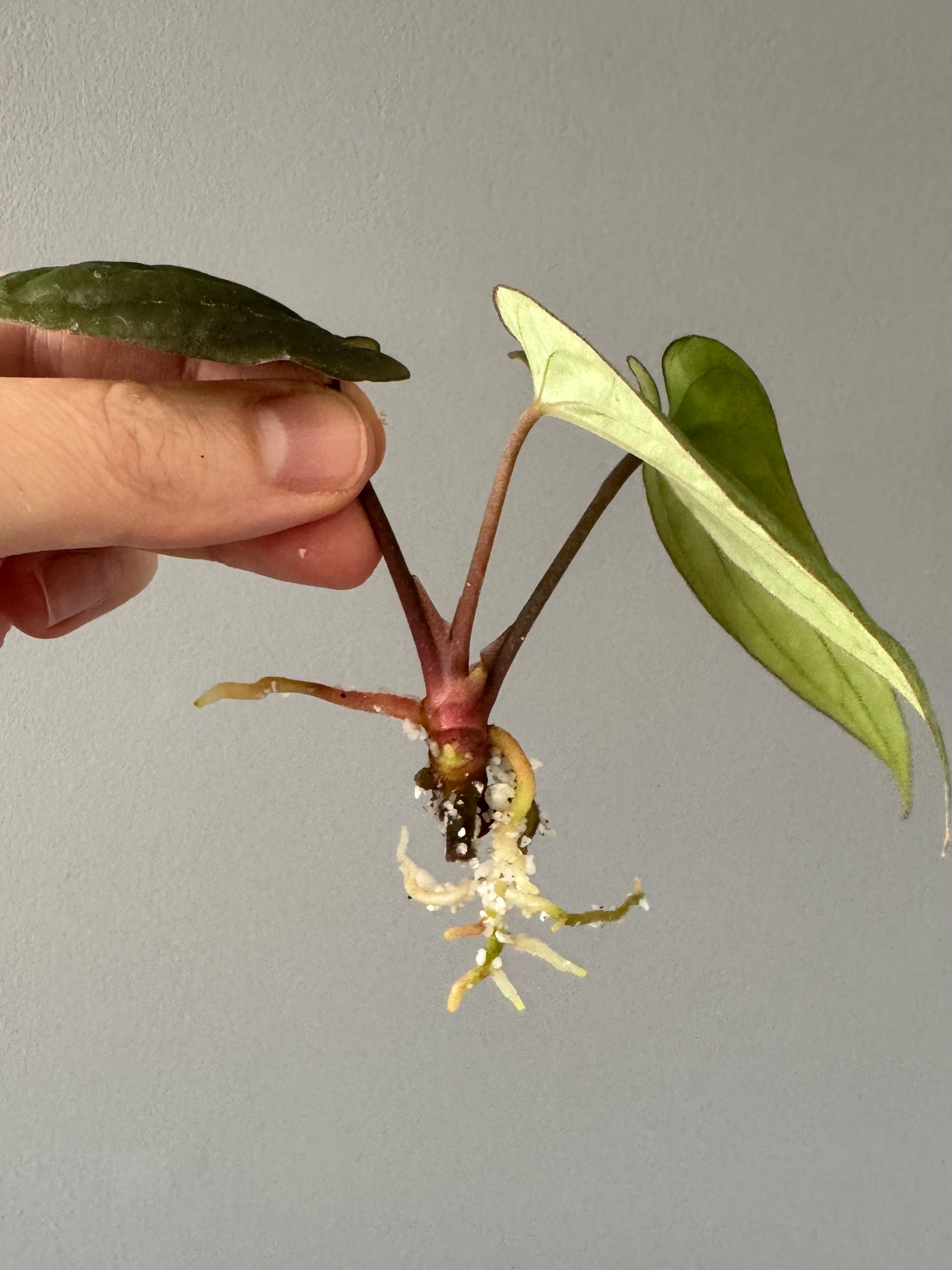Anthurium Antolakii/ BVEP (Round x Felix) X Felix (Justin Jones / createdinagarden)