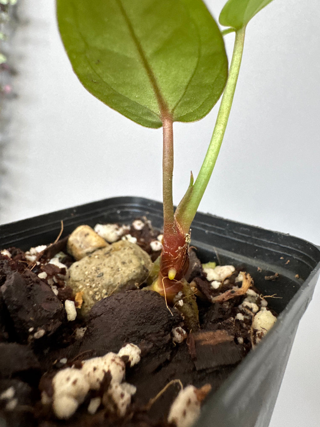 Anthurium SKG Silver x Carlablackiae Wu2 (by miss_aracea)