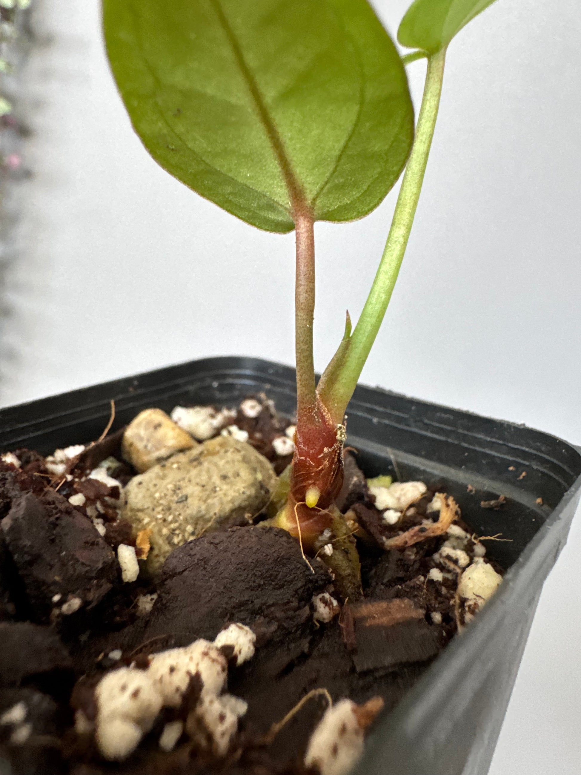 Anthurium SKG Silver x Carlablackiae Wu2 (by miss_aracea)