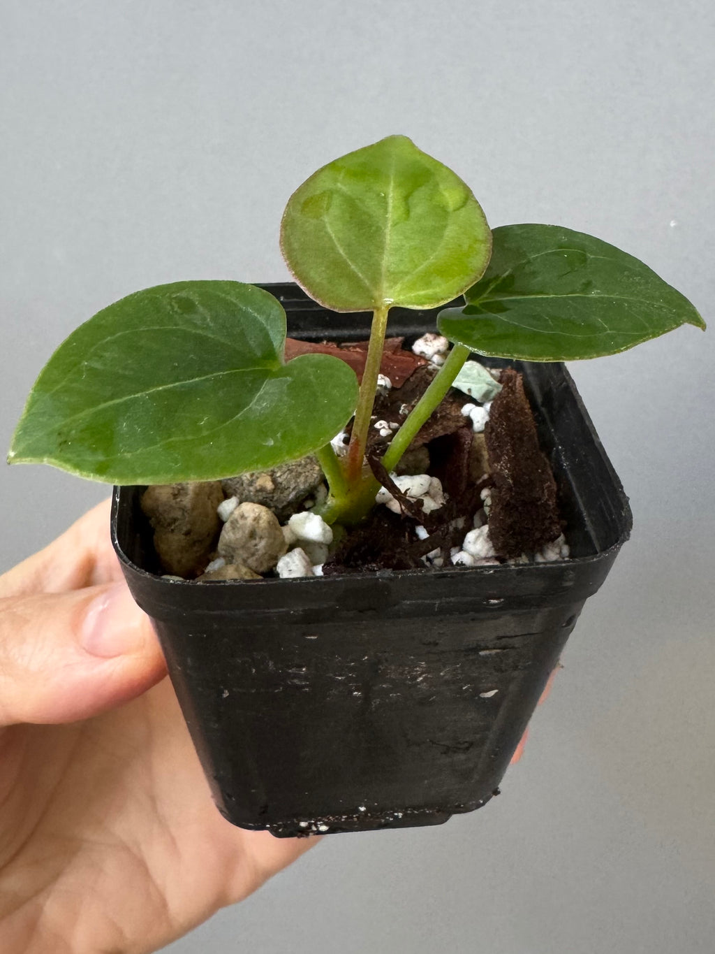 Anthurium King of Spades KOS/HU (#1)