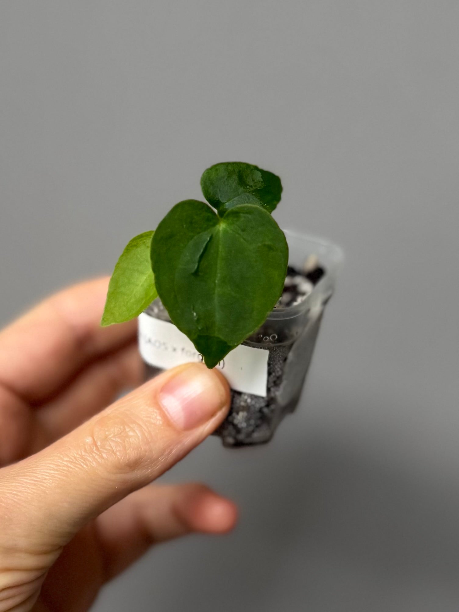 Anthurium NoID x (AOS x forgetii) - seedlinge