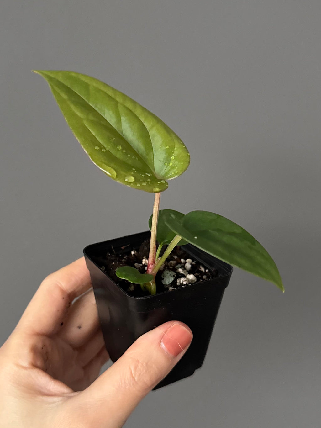 Anthurium (papillilaminum Hybrid x (KOS x Silver Blush)) X luxurians