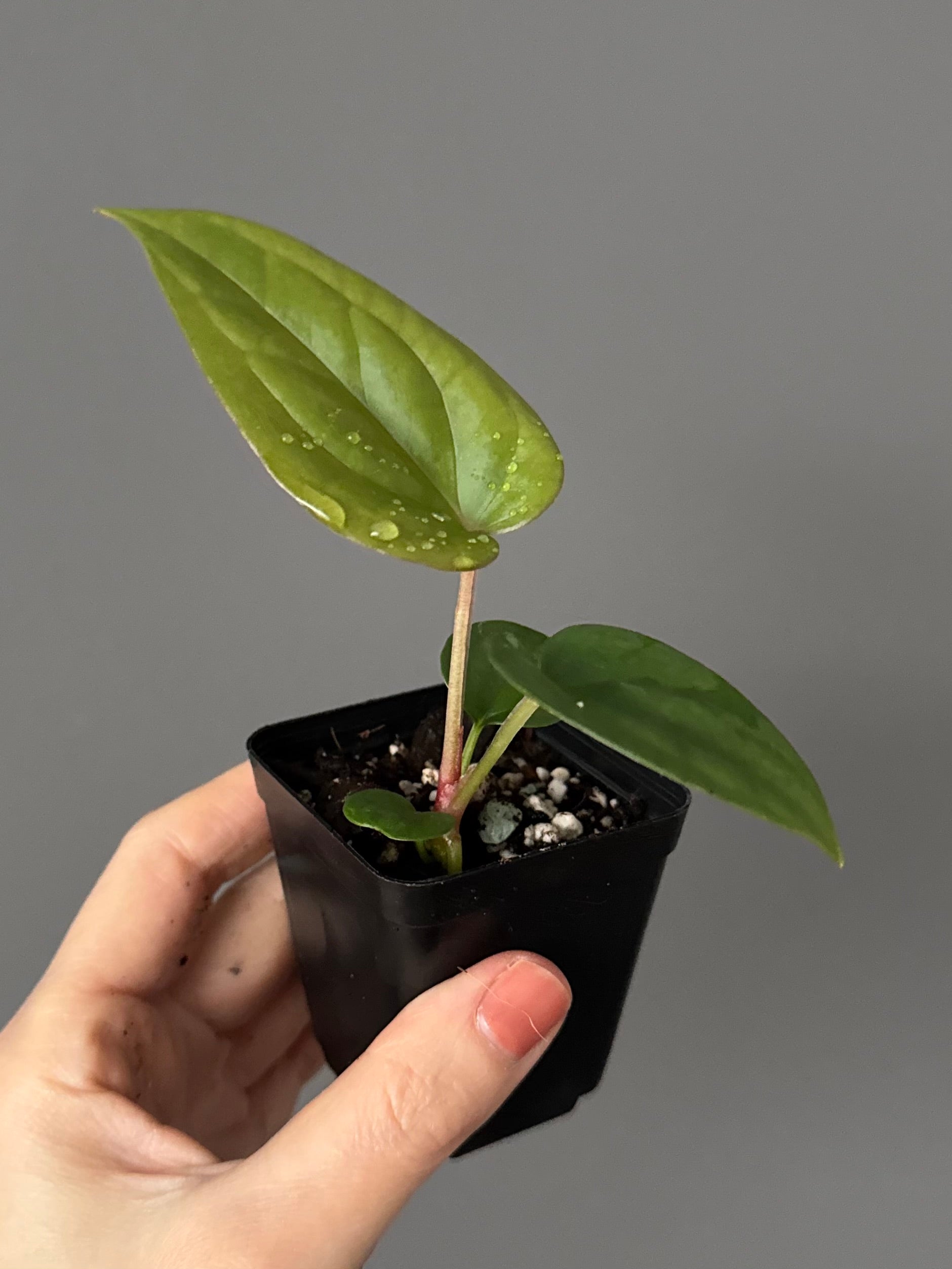 Anthurium (papillilaminum Hybrid x (KOS x Silver Blush)) X luxurians