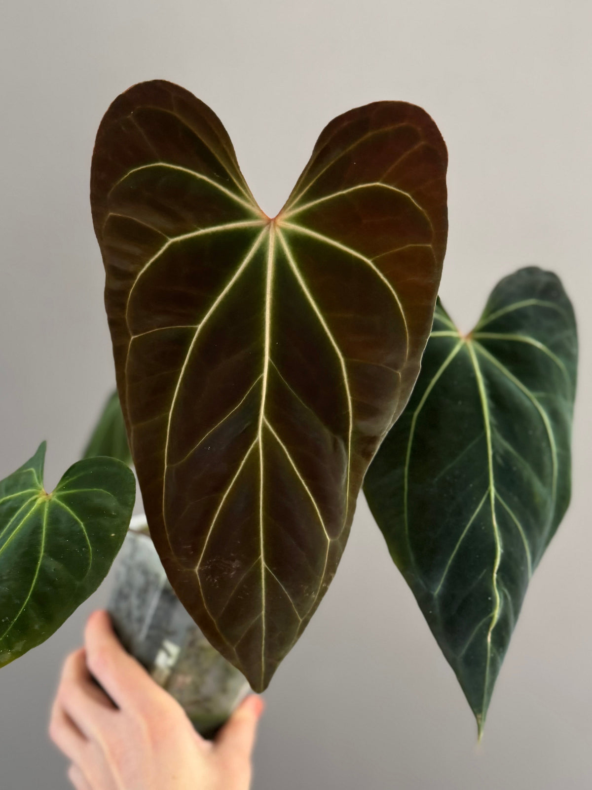 **NEW** Anthurium (Subsignatum x Papillilaminum ‚Marie‘) x ((Besseae aff. x BVEP) x Besseae aff. ‚wide sinus‘) - germinated seeds
