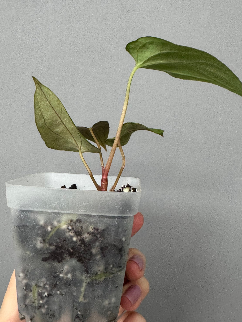 Anthurium papillilaminum ‚Fort Sherman‘ Klon (von abelia.plants)