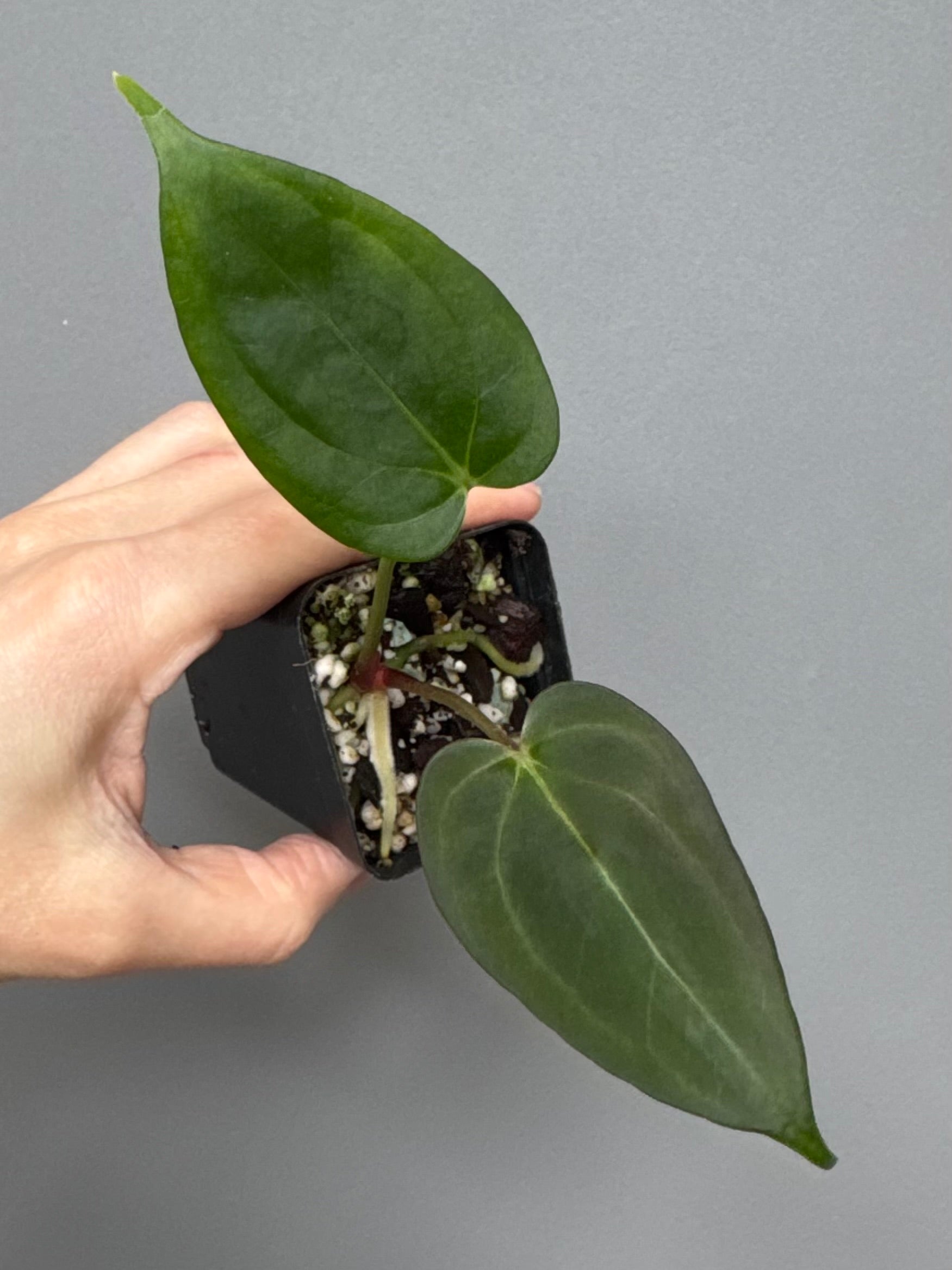 Anthurium PapillilaminumX x (KOS x Silver Blush)