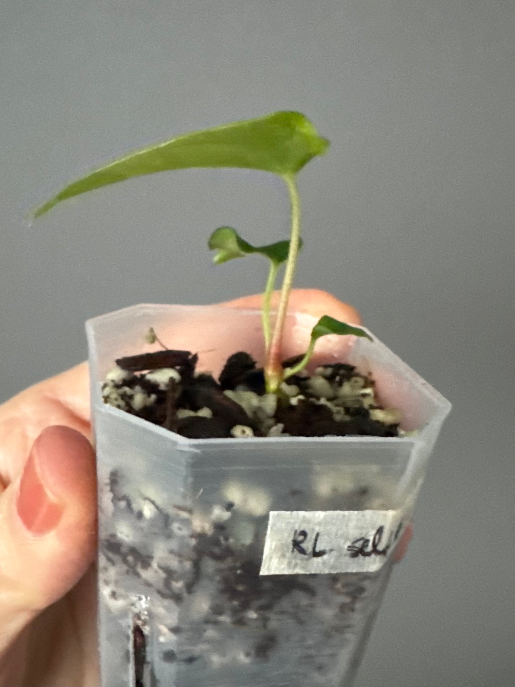 Anthurium papillilaminum Ralph Lynam xself (Dwane)