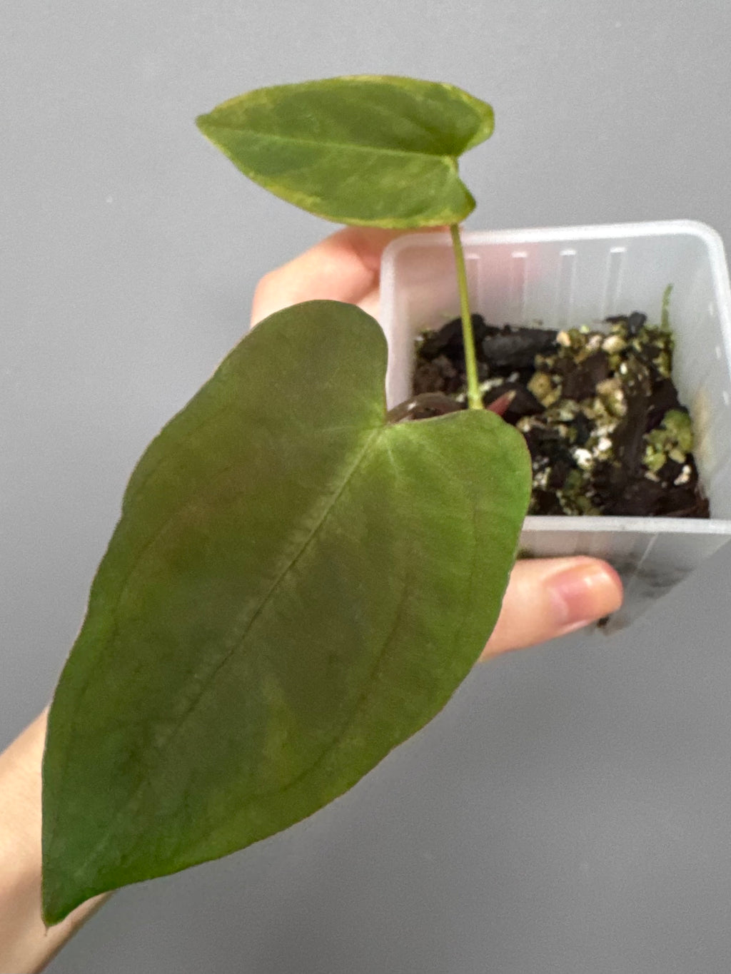 Anthurium Papillilaminum ‘Daniel’ Klon (kein xself)