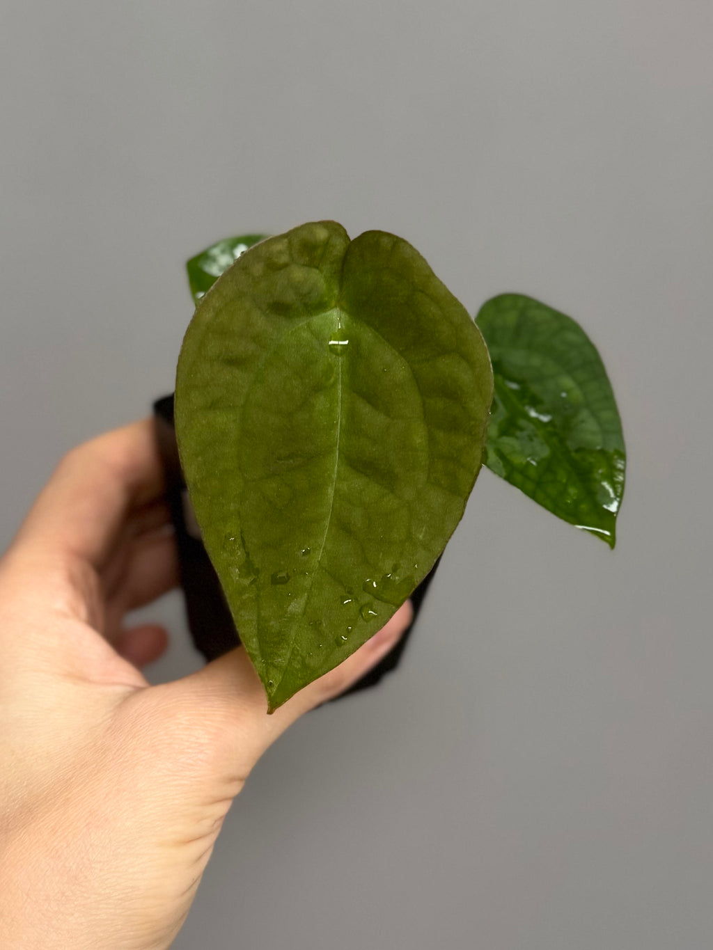 Anthurium NoID x (AOS x forgetii)