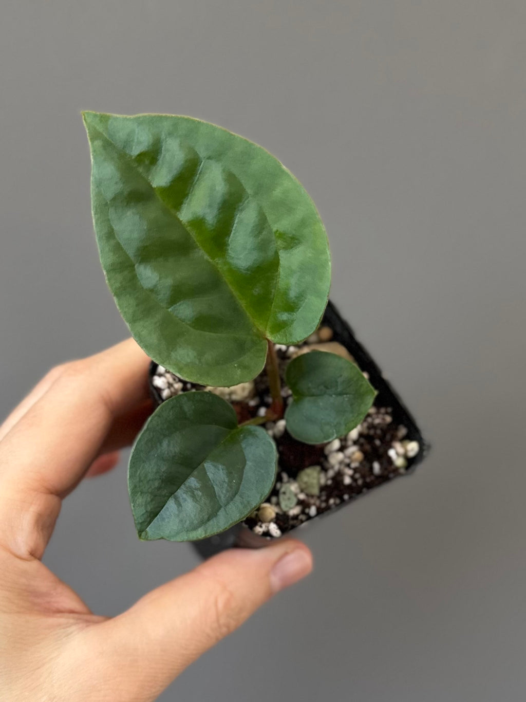 Anthurium ZxM x luxurians